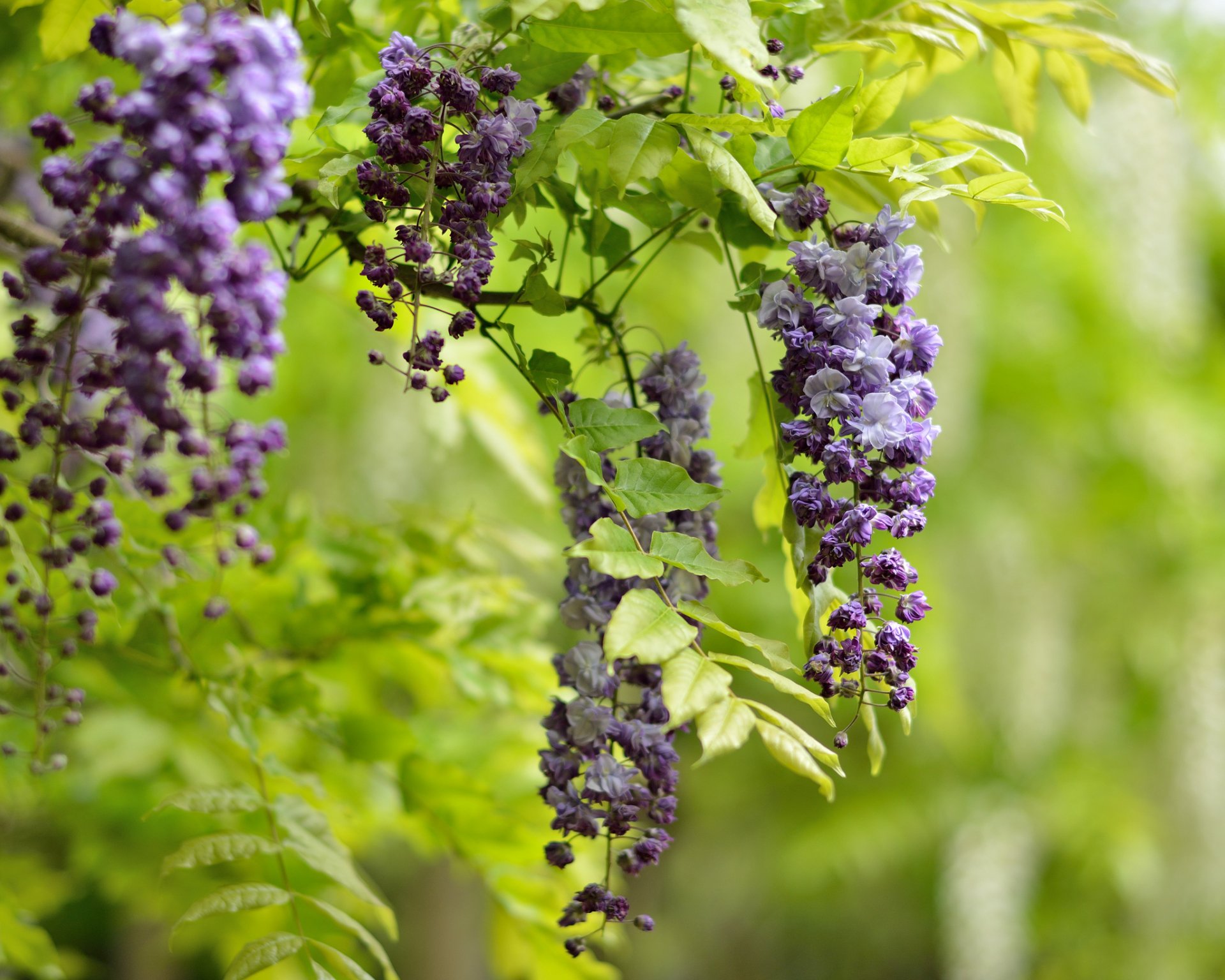 branch flower clusters purple glycine