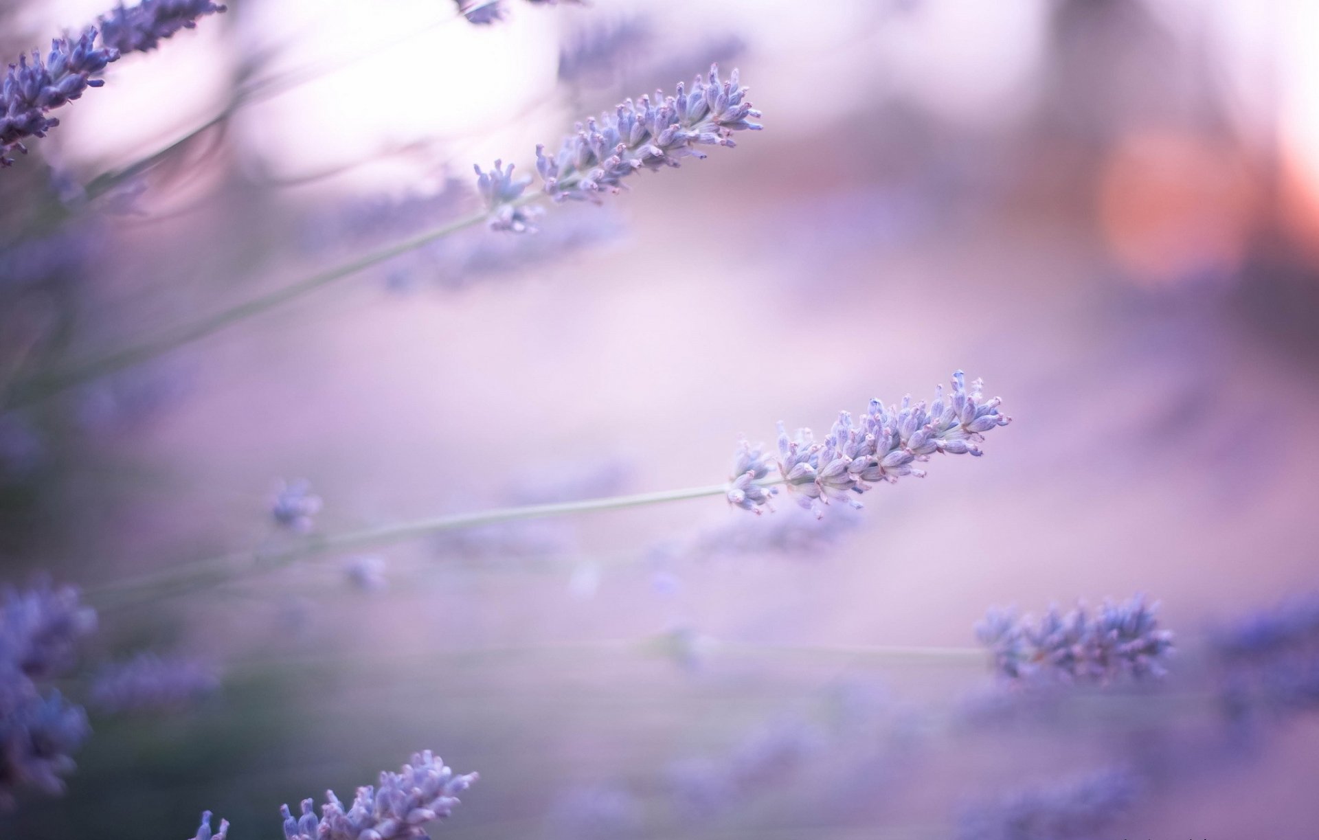 flower purple lavender blur reflection