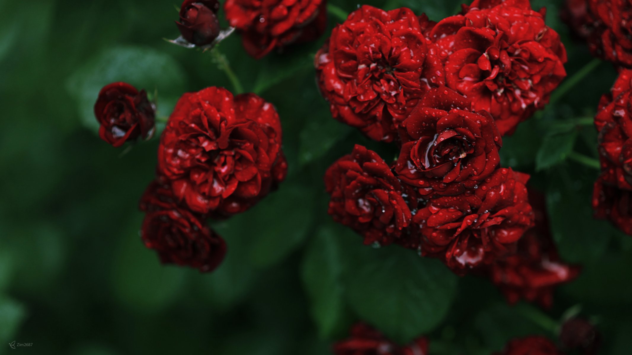 fiori rose rosette rosso poco profondo cespuglio rugiada gocce acqua