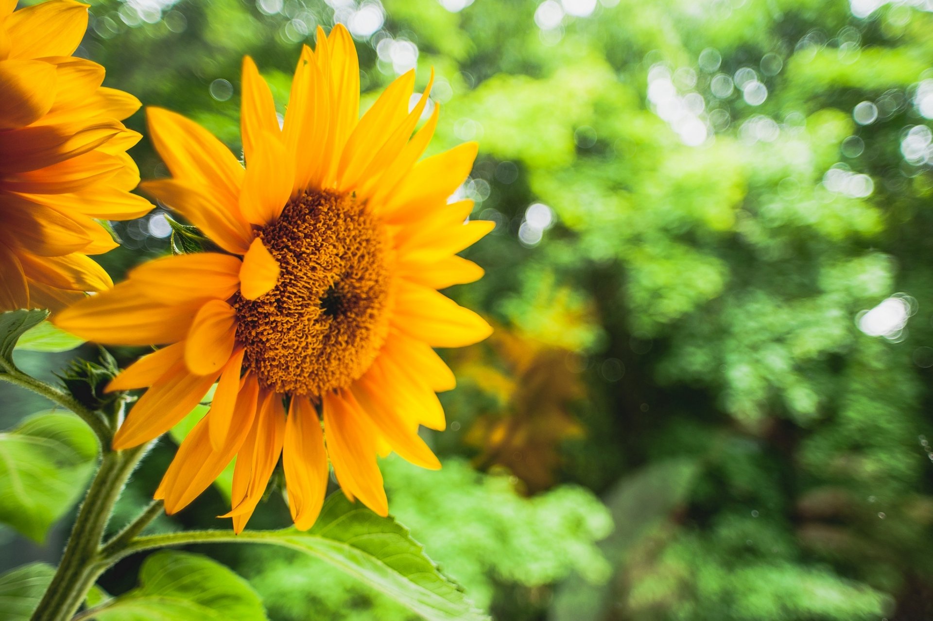 girasol amarillo flores flor hojas vegetación fondo desenfoque