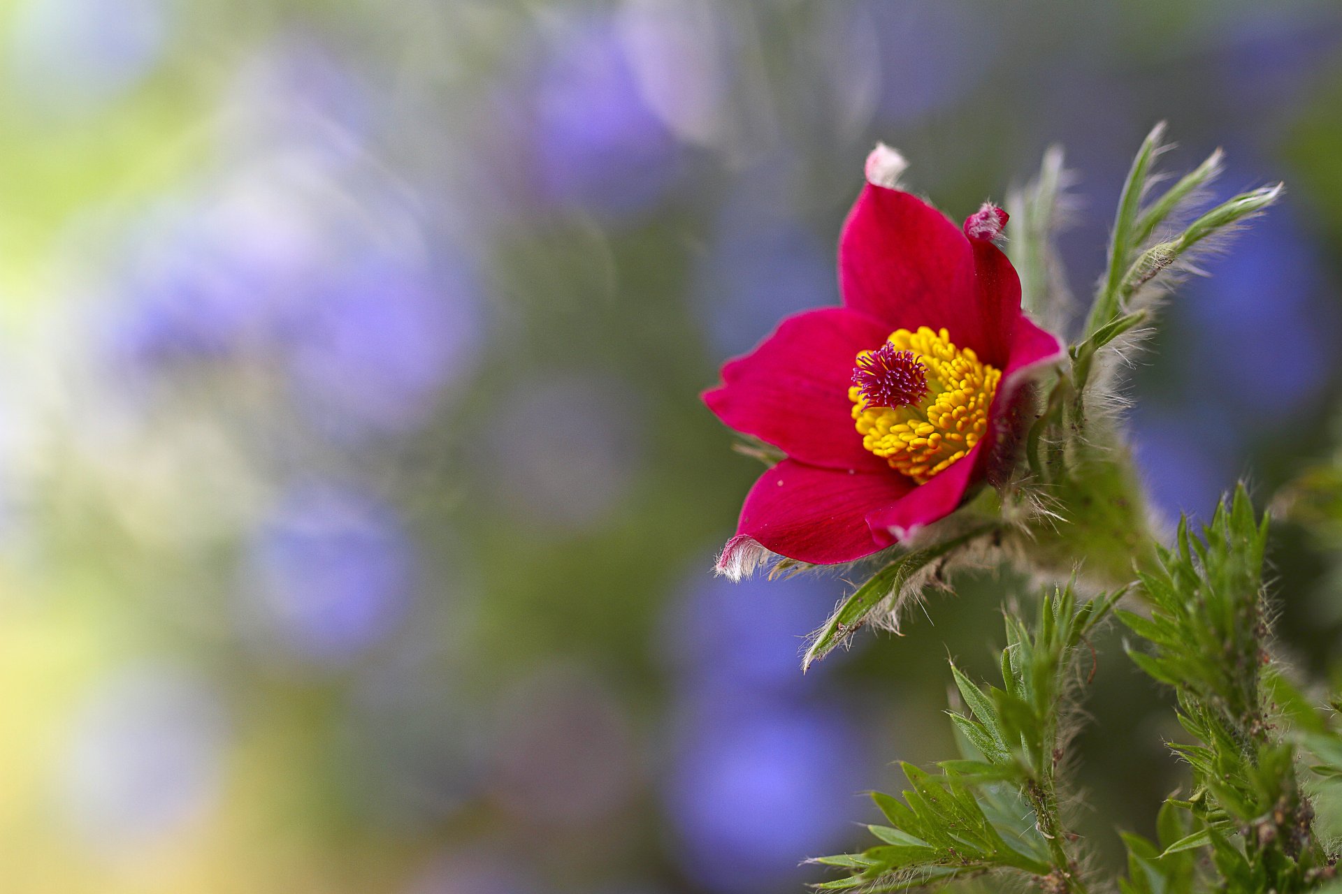 fleur rouge fond flou