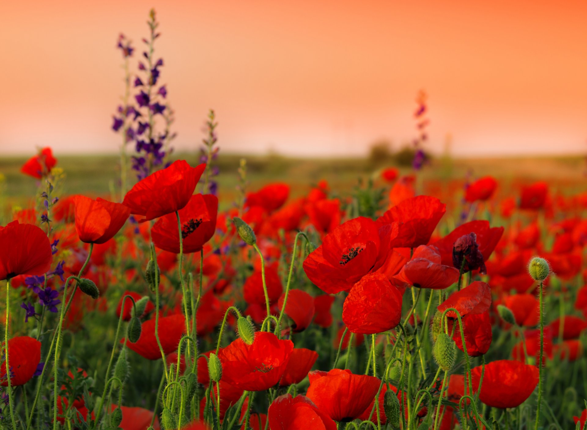 poppies flower stem