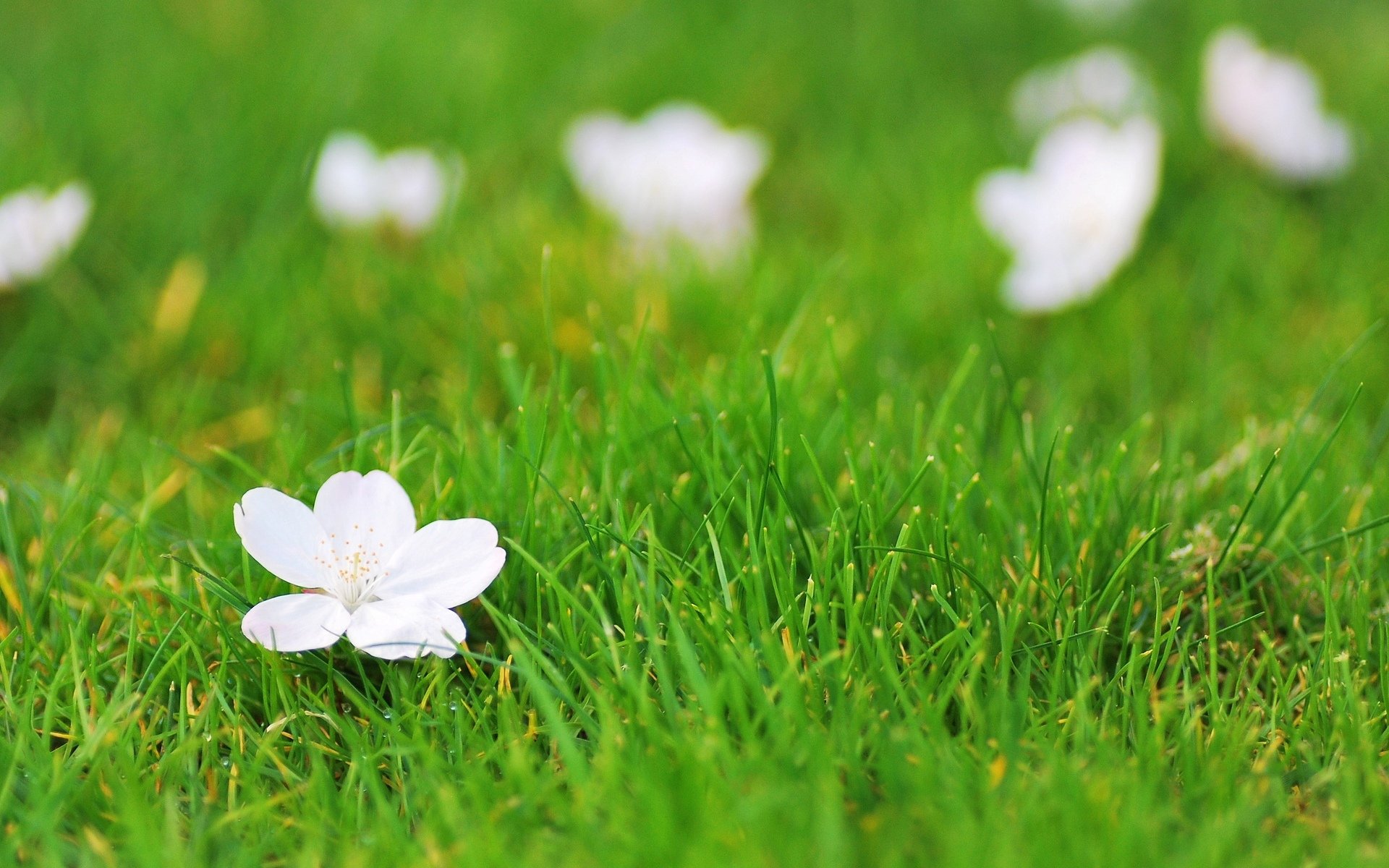 blumen blume blümchen weiß gras grün hintergrund tapete widescreen vollbild widescreen