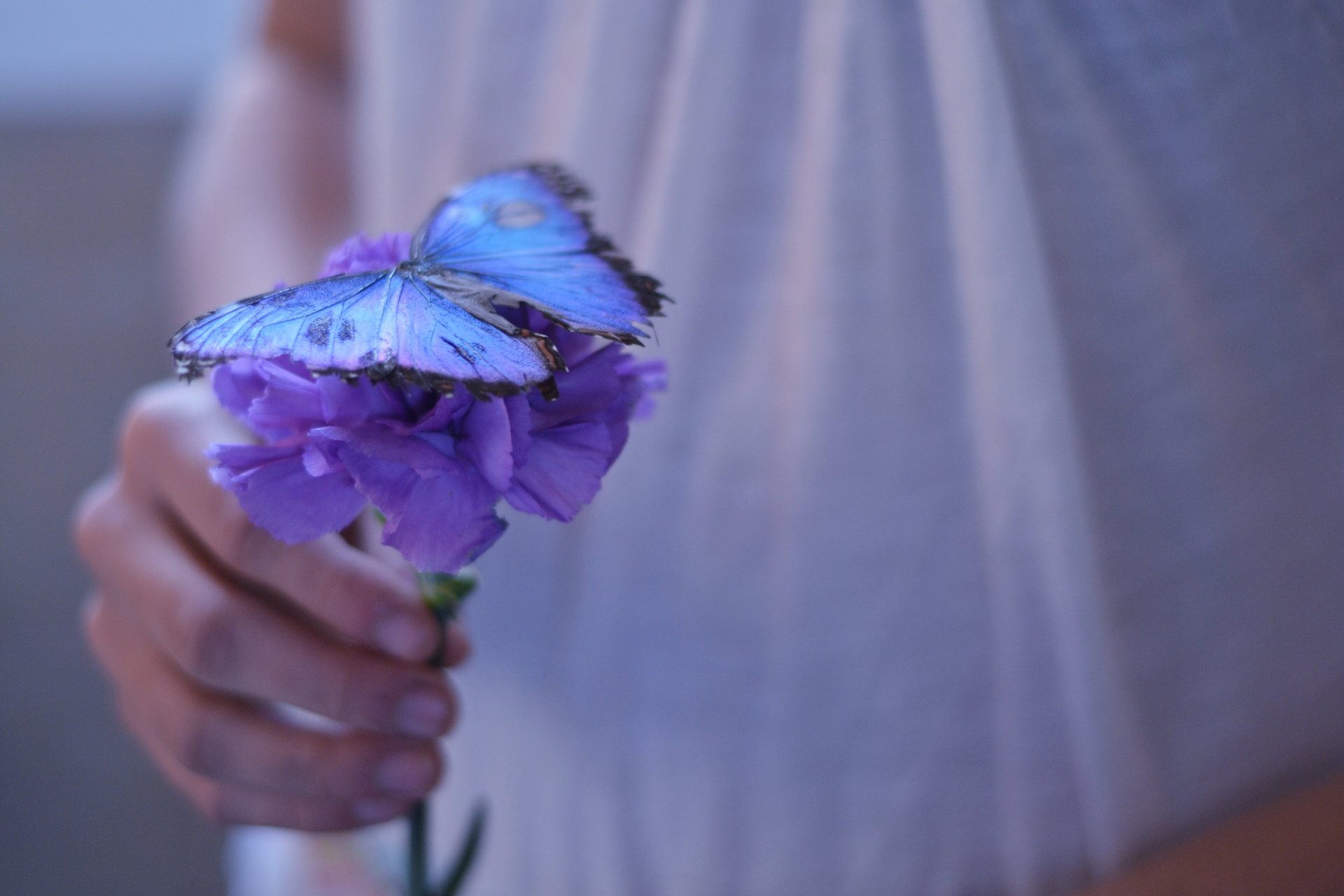 flores florecita púrpura mariposa hermoso mano chica fondo papel pintado