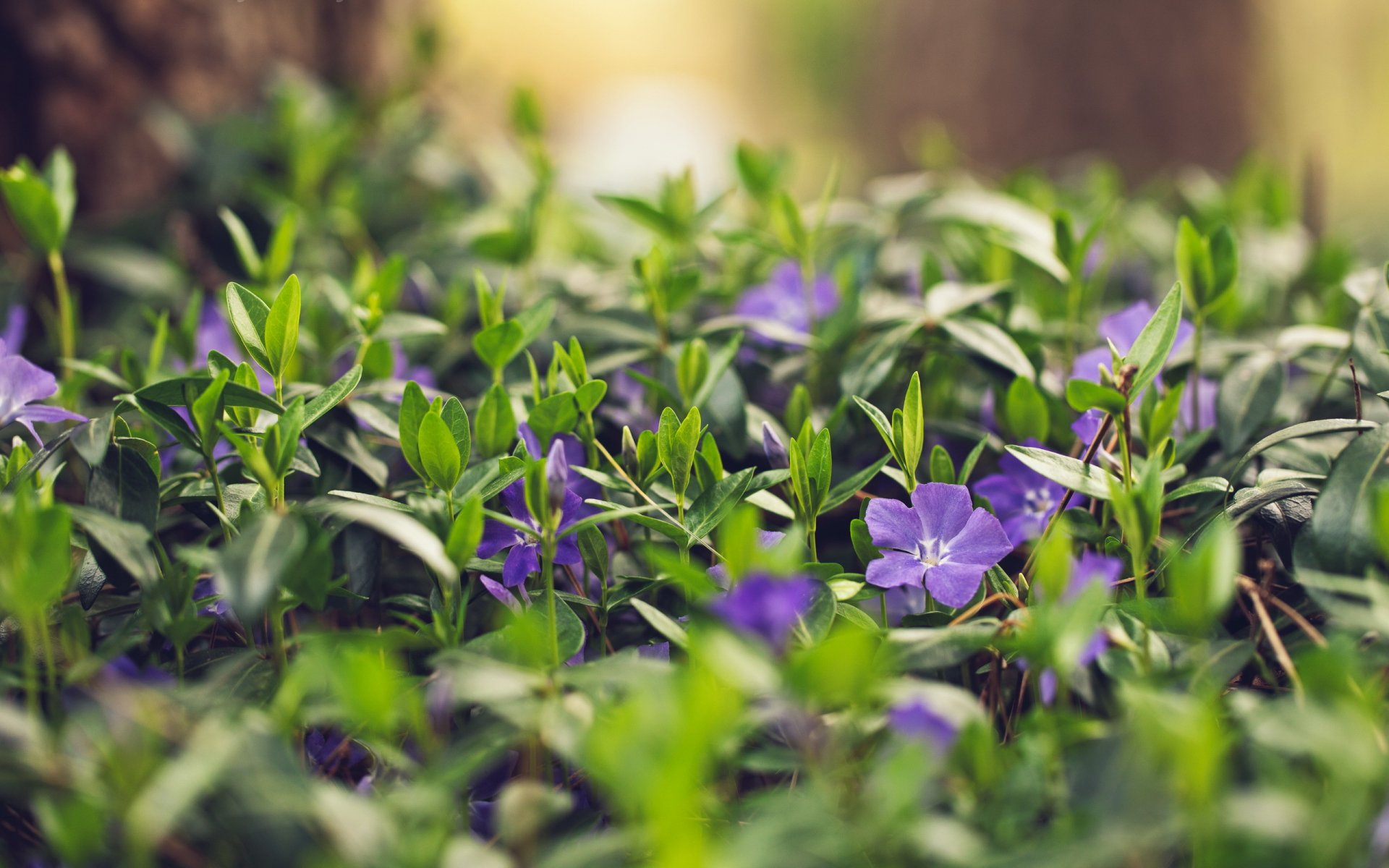 blumen sommer natur