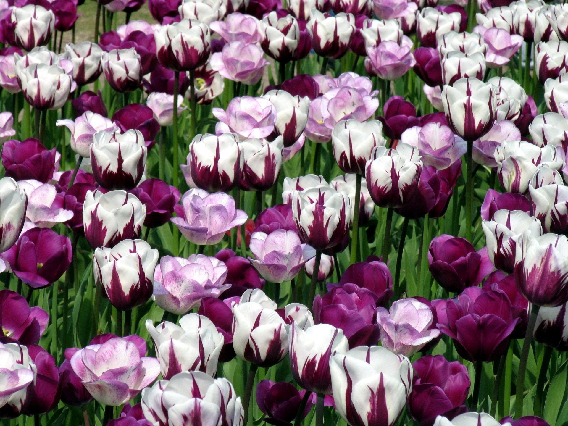 tulipes fleurs belle nature printemps fleur