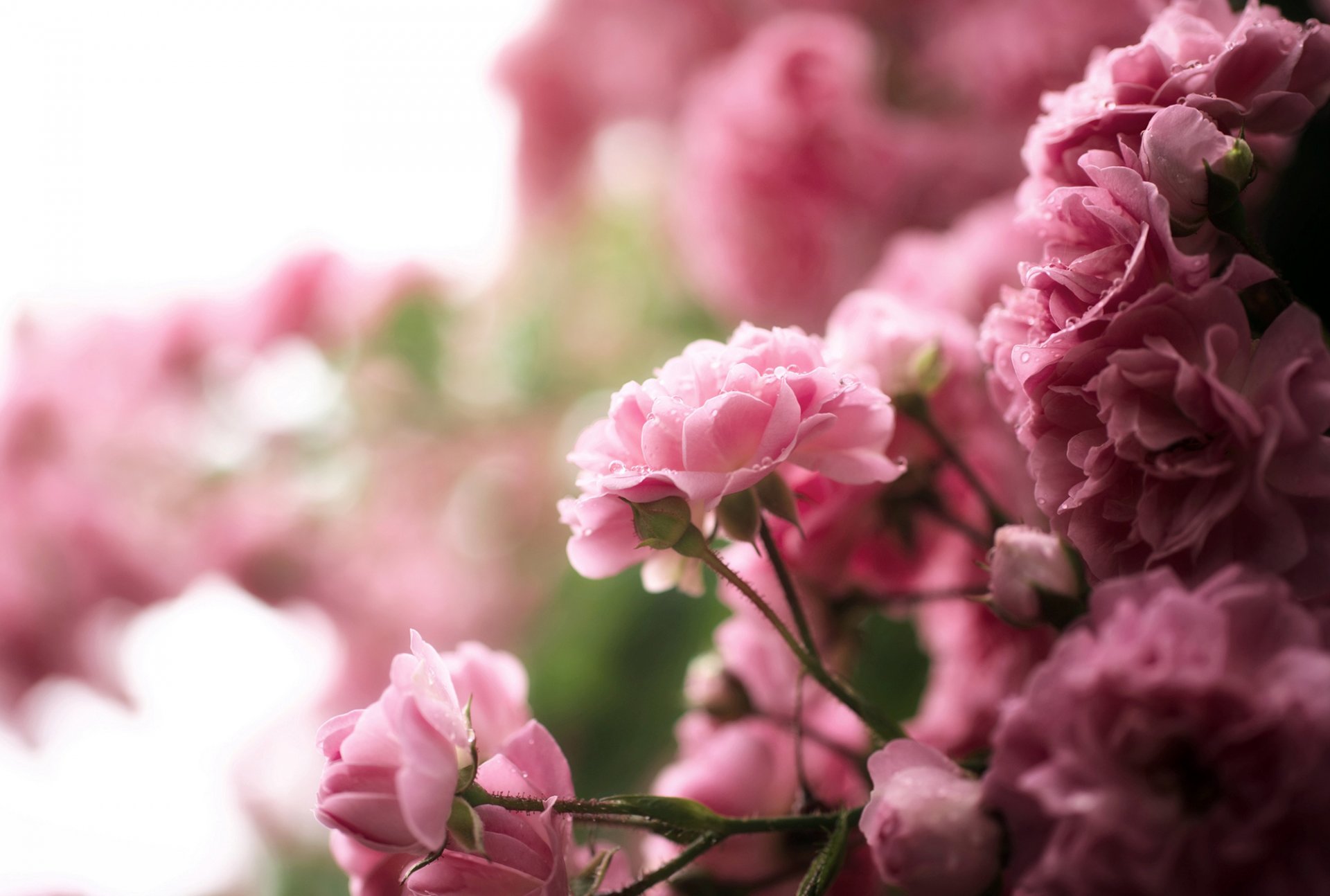 rose thé fleurs rose gouttes buisson nature