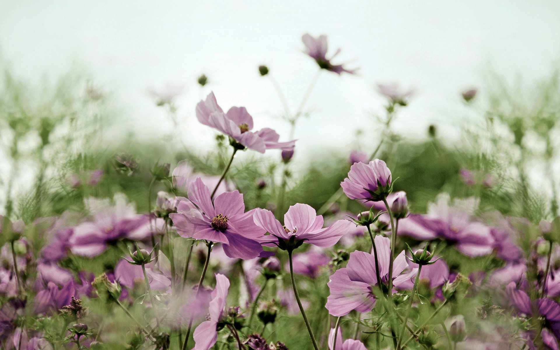 flores campo cosmea rosa