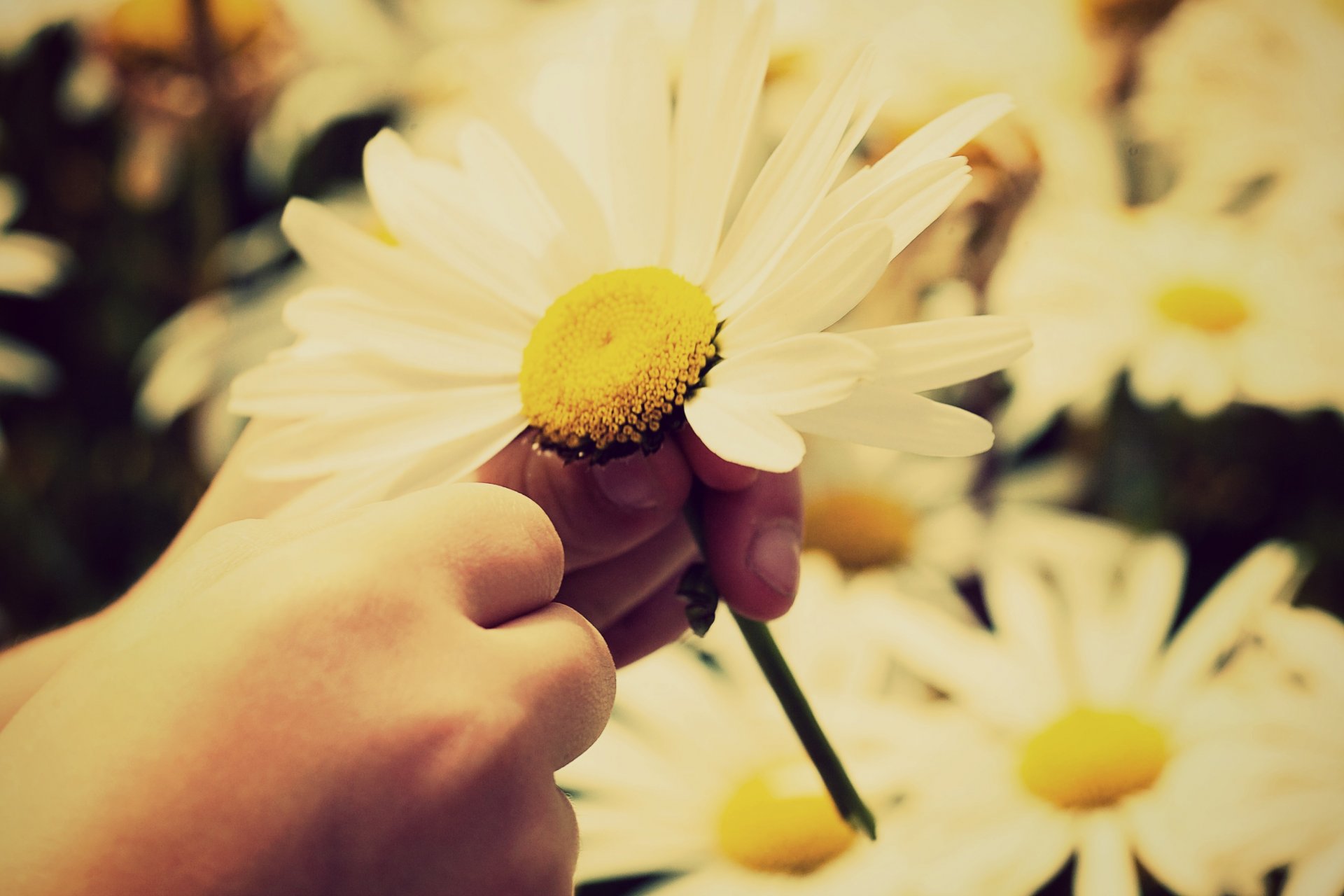 blumen blümchen kamille blütenblätter gelb weiß stiel stiel hand kind kinder sonne hintergrund tapete widescreen vollbild widescreen gänseblümchen stieg vorrat handgefertigt