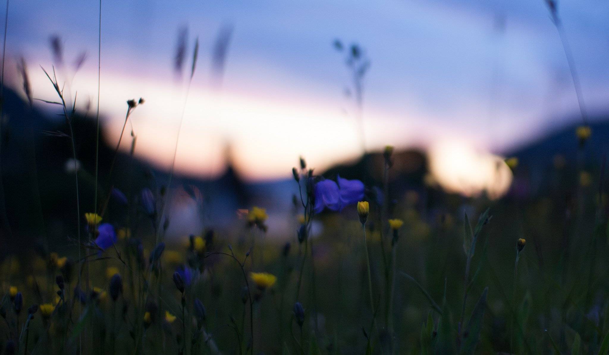 feld gelb blau blumen makro unschärfe blendung abend sonnenuntergang natur