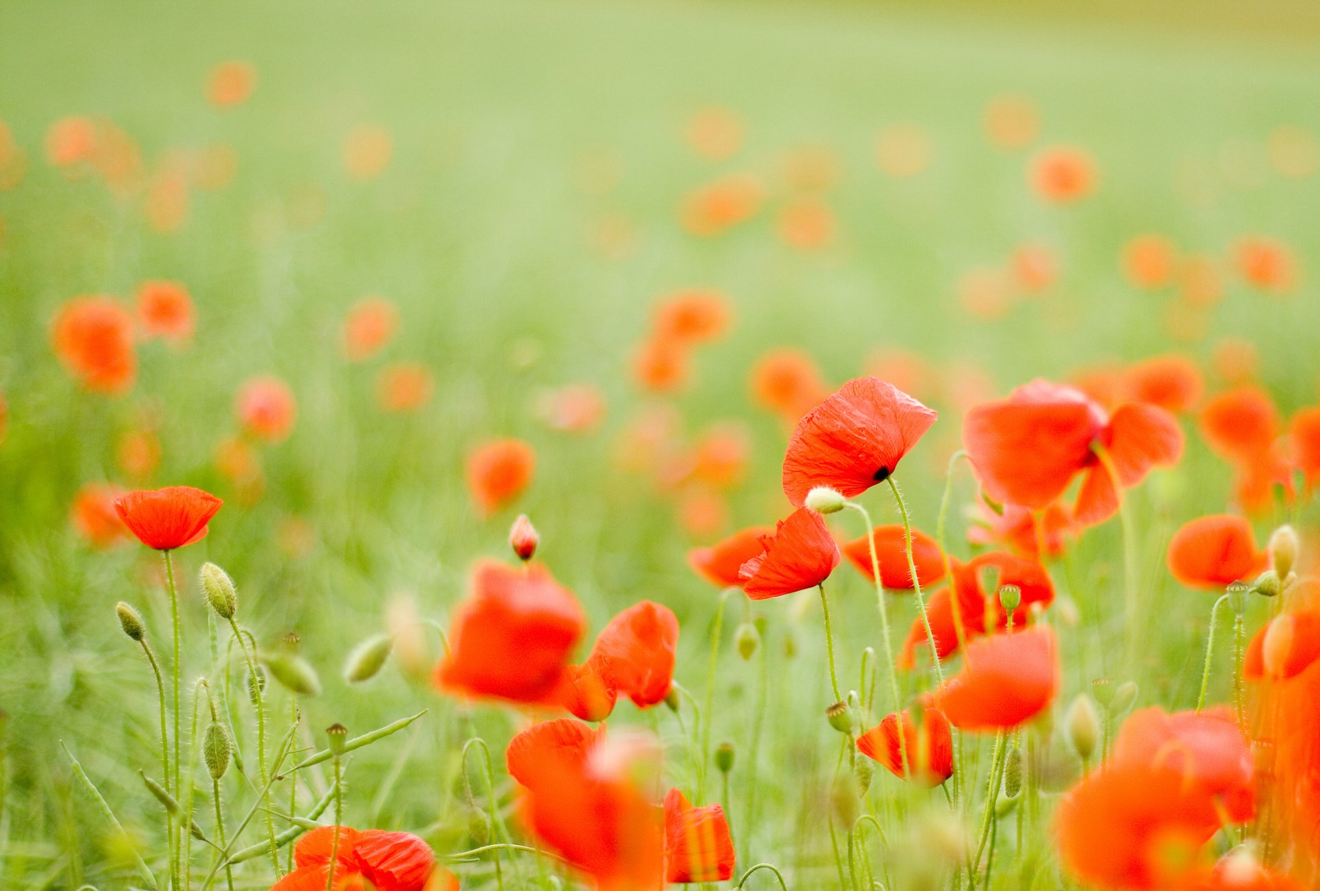 feld blumen mohnblumen rot knospen