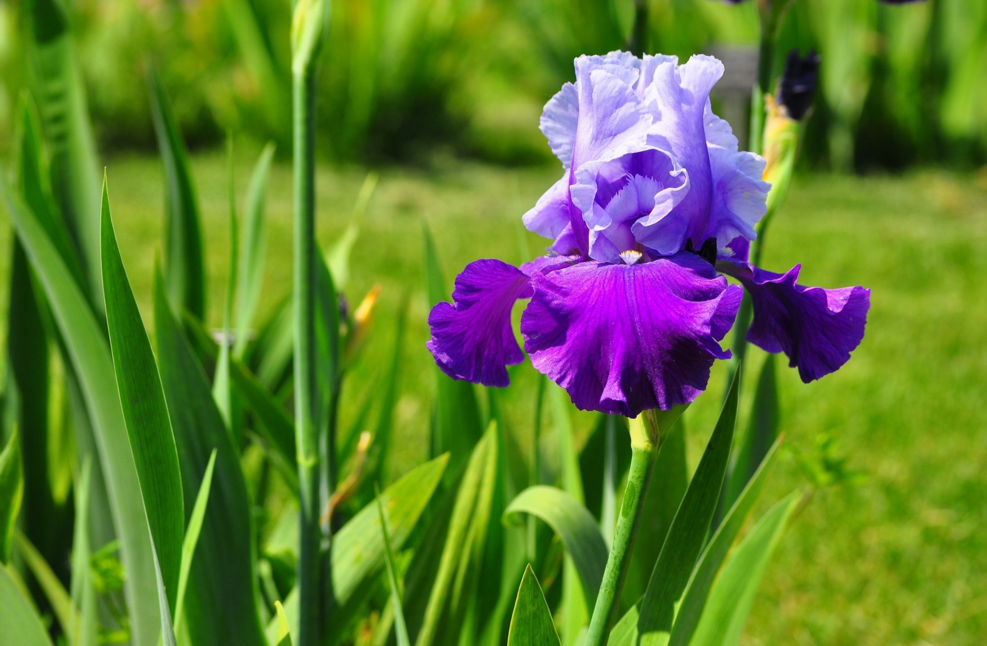 fleur iris pétales