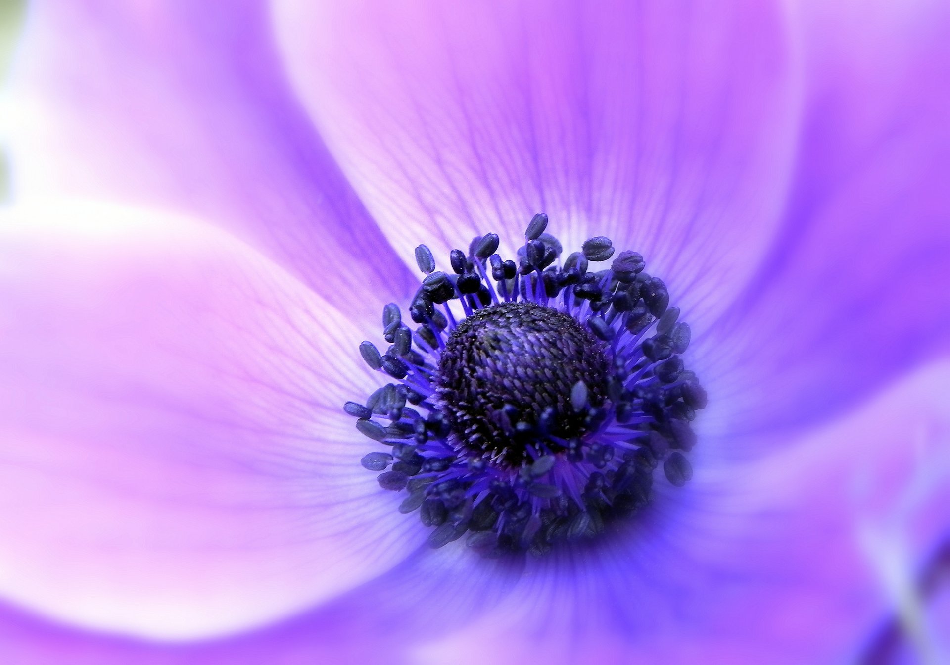 anemone windmühle flieder blume blütenblätter zärtlichkeit makro fokus