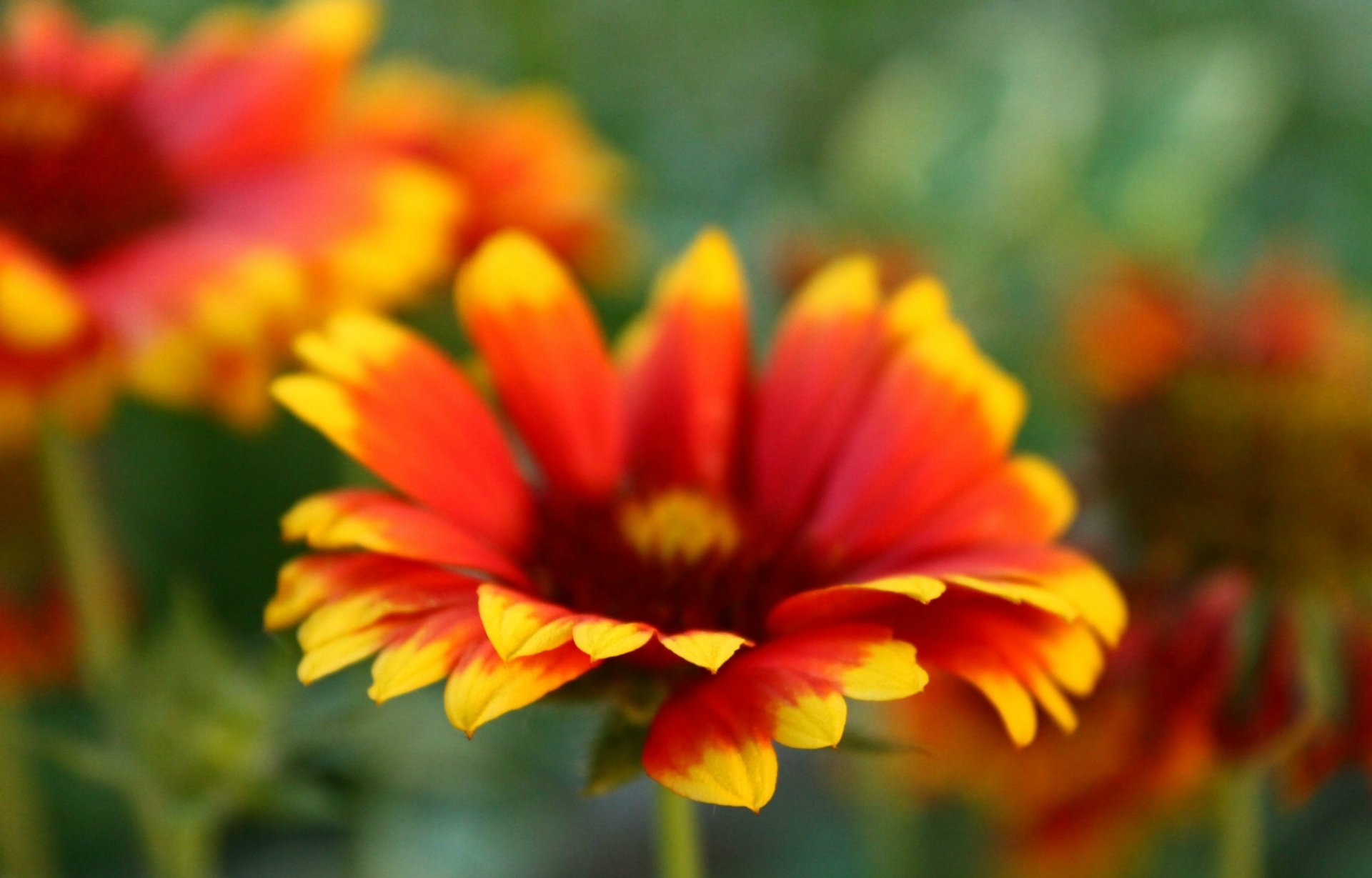 flowers flowers bright red yellow macro blur background wallpaper onscreen widescreen