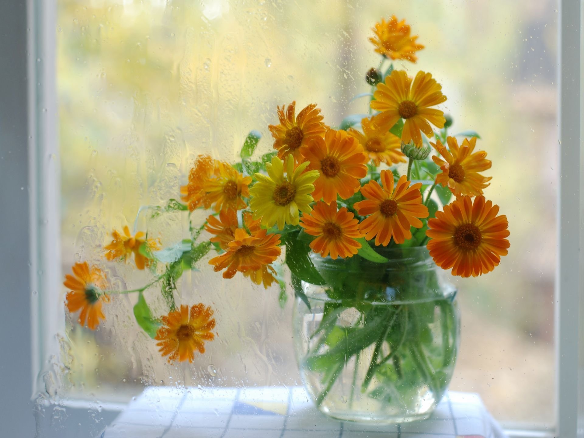 calendula glass rosa of the bank