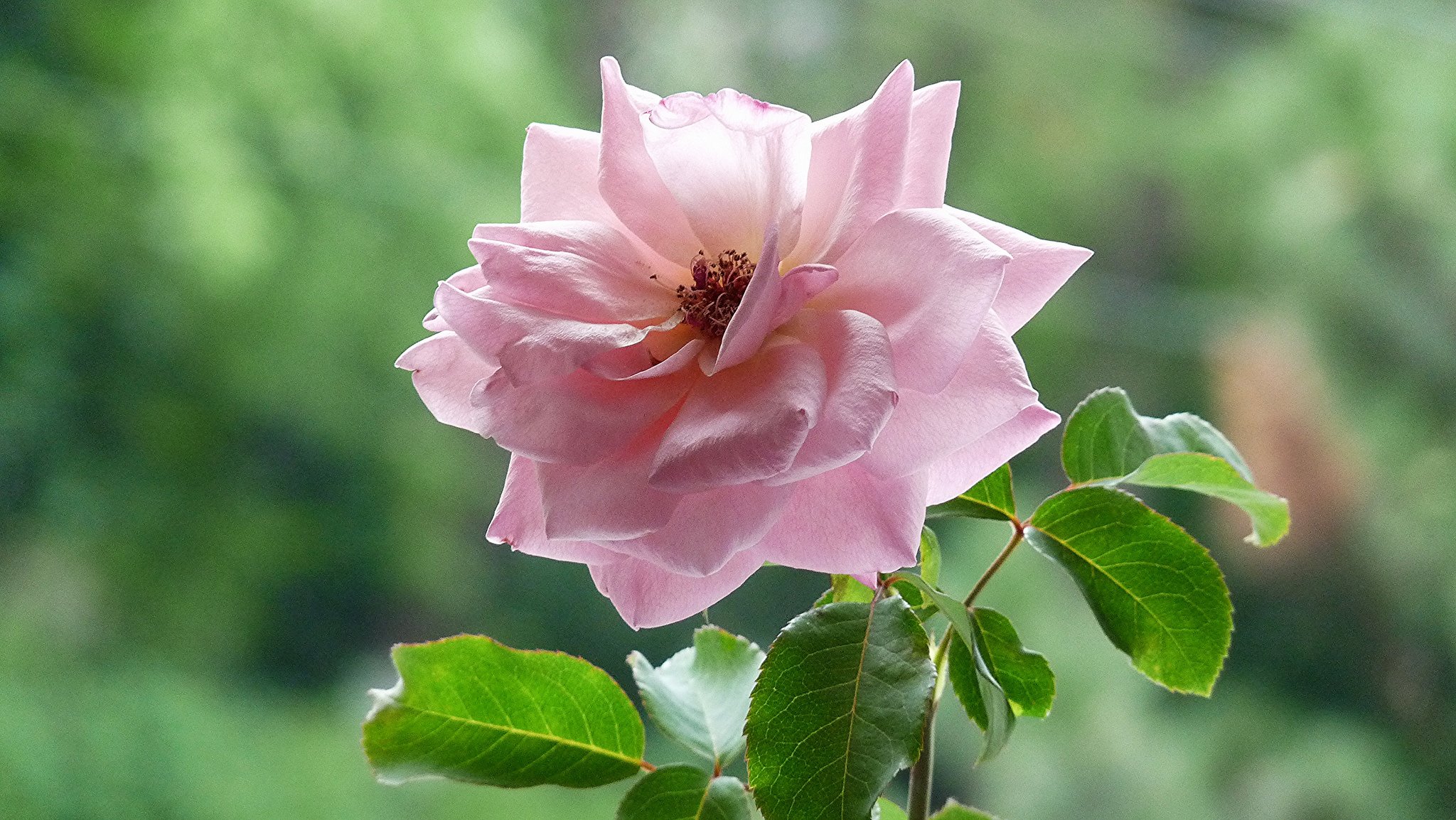 rosa rosa tè foglie sfondo