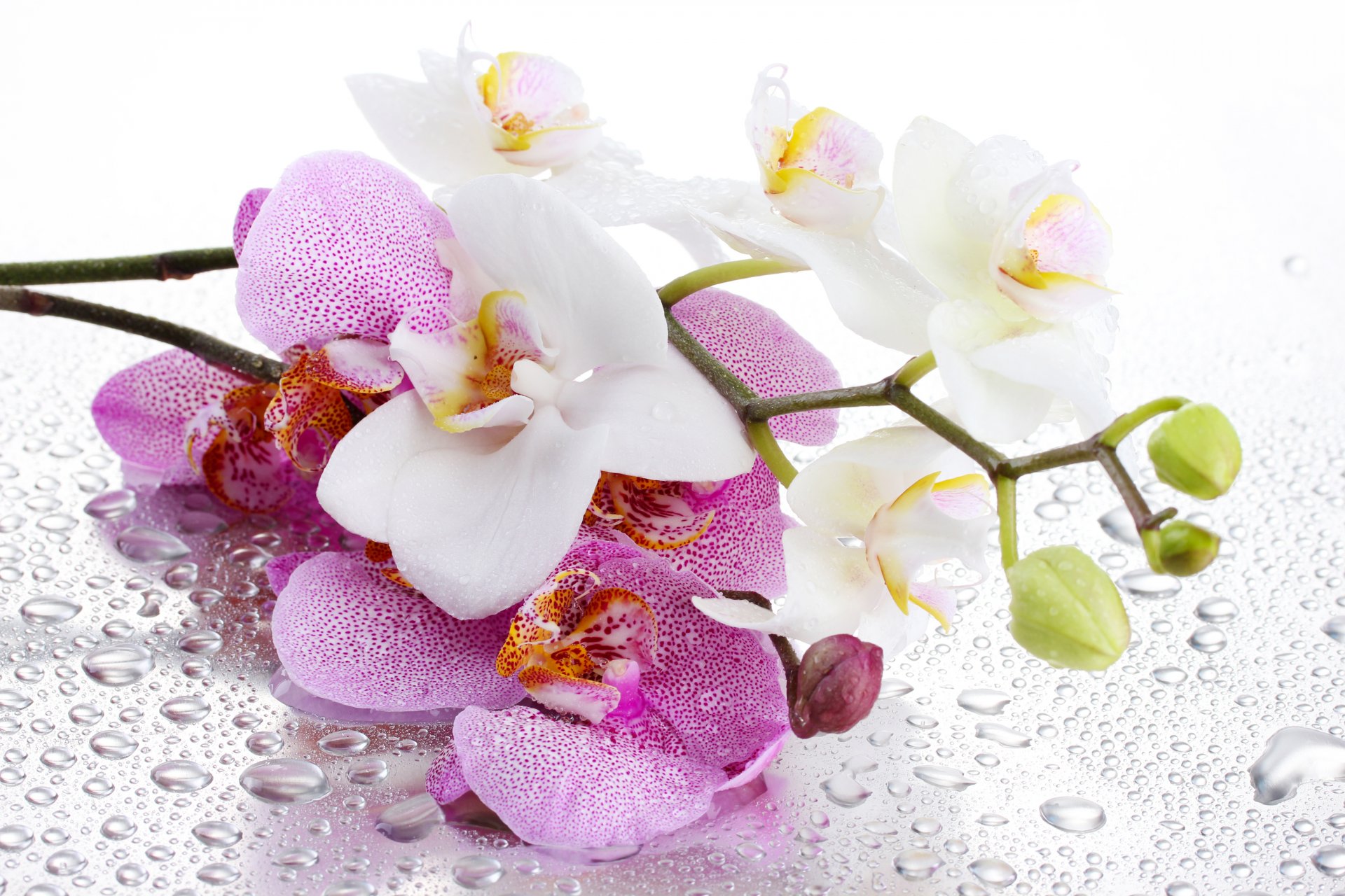 orchid flower petals pink white the stem water drops shadow background