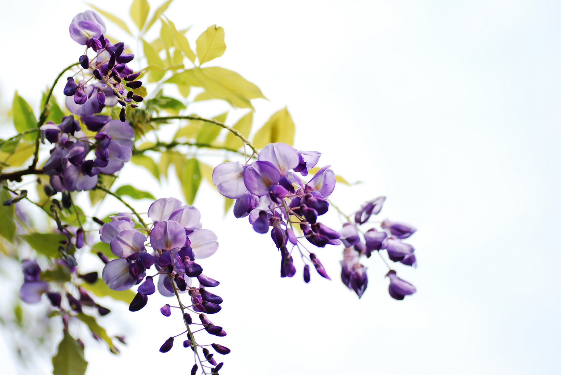 branches feuilles fleurs grappes glycine fond blanc