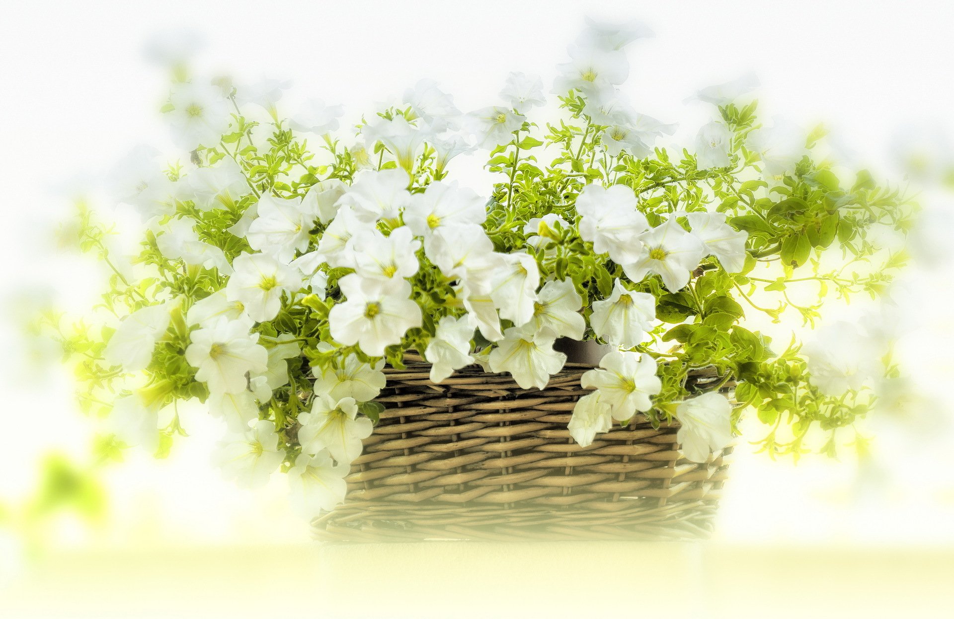 panier fleurs blanc pétunia