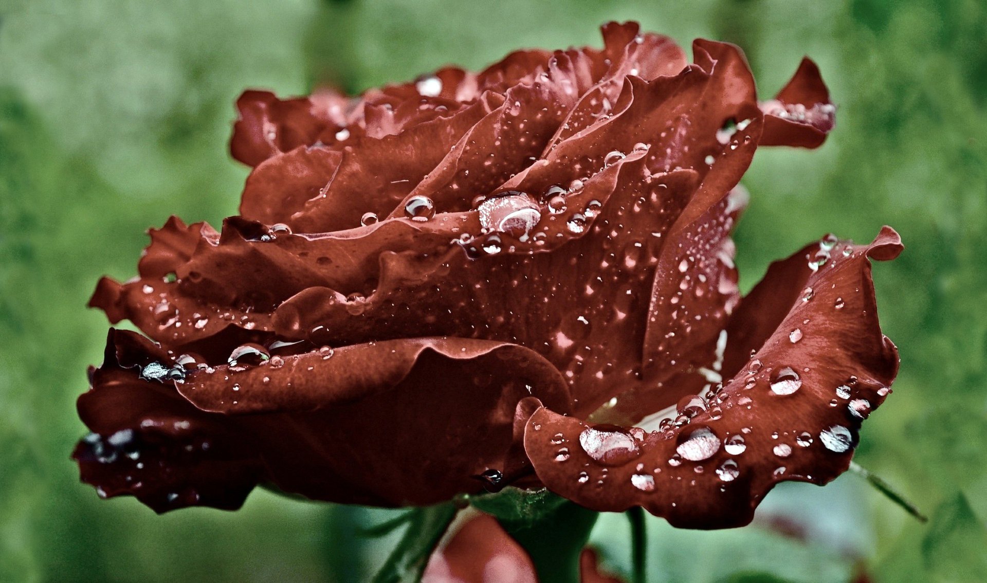 rouge rose pétales gouttes eau rosée gros plan