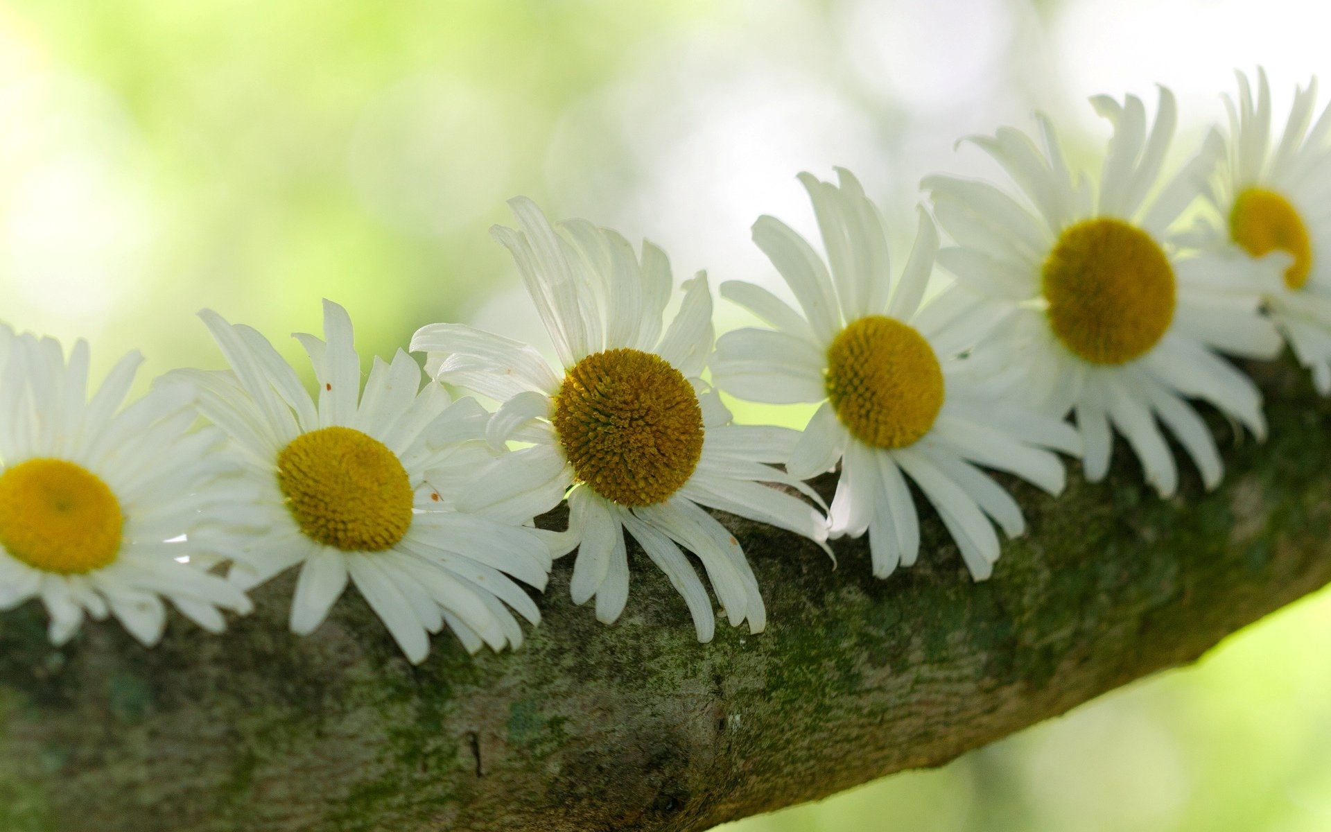 blumen blumen gänseblümchen baum rinde unschärfe hintergrund tapete widescreen vollbild widescreen widescreen