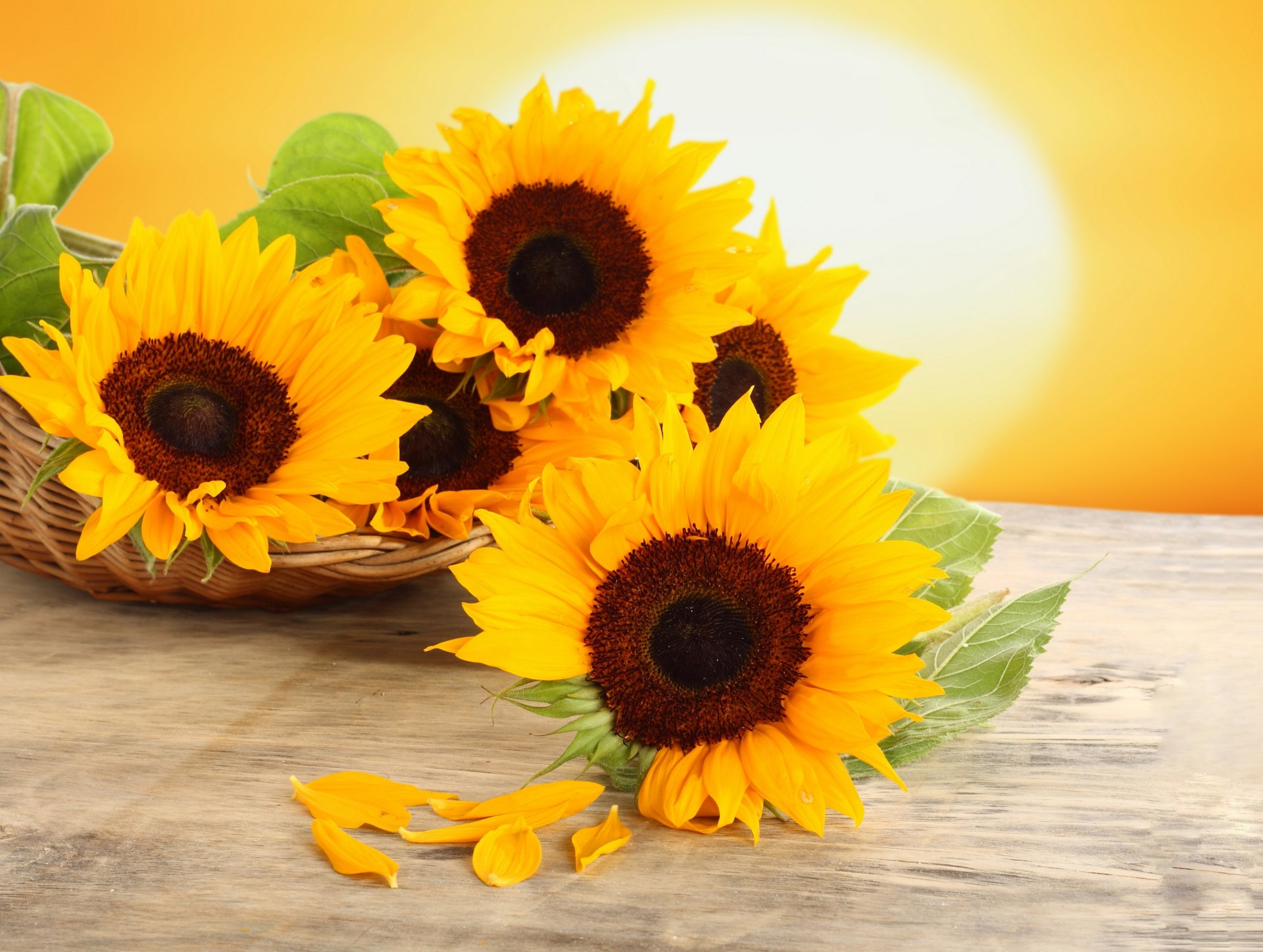 girasoles flores amarillo pétalos cesta mesa