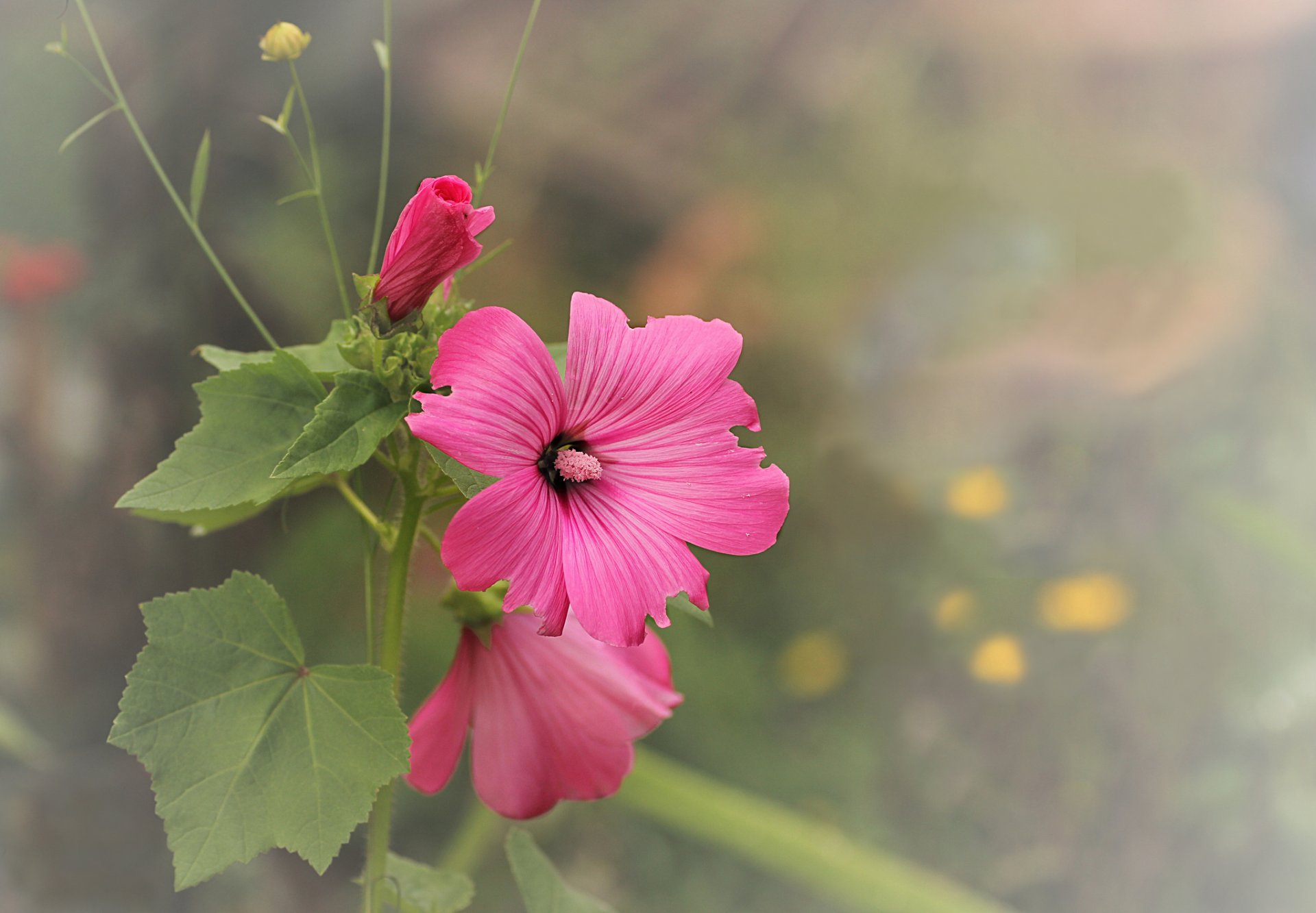 fiori rosa malva sfondo