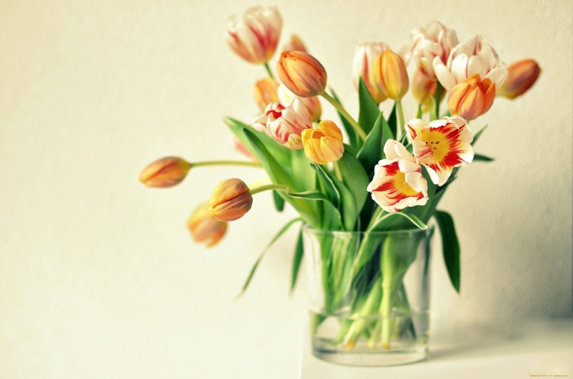 tulips flower vase orange