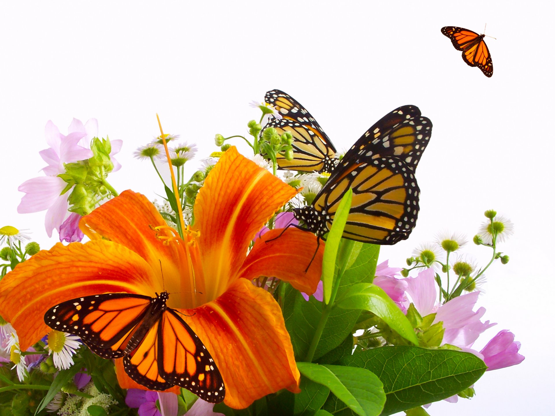 fleurs bouquet lis orange papillons