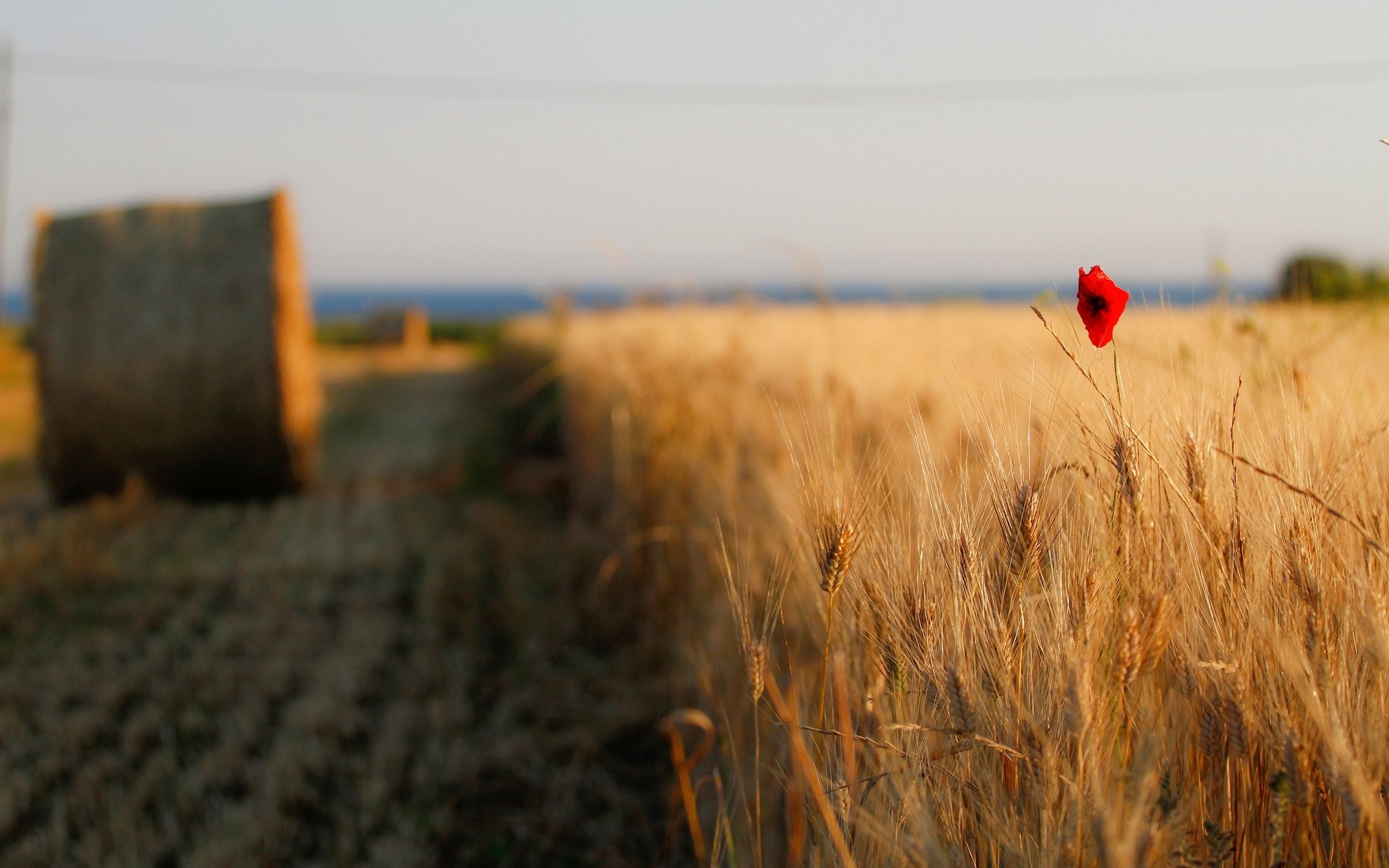 flowers flower poppy red ears spikelets wheat rye field path path hay haystack sky background wallpaper widescreen fullscreen widescreen widescreen