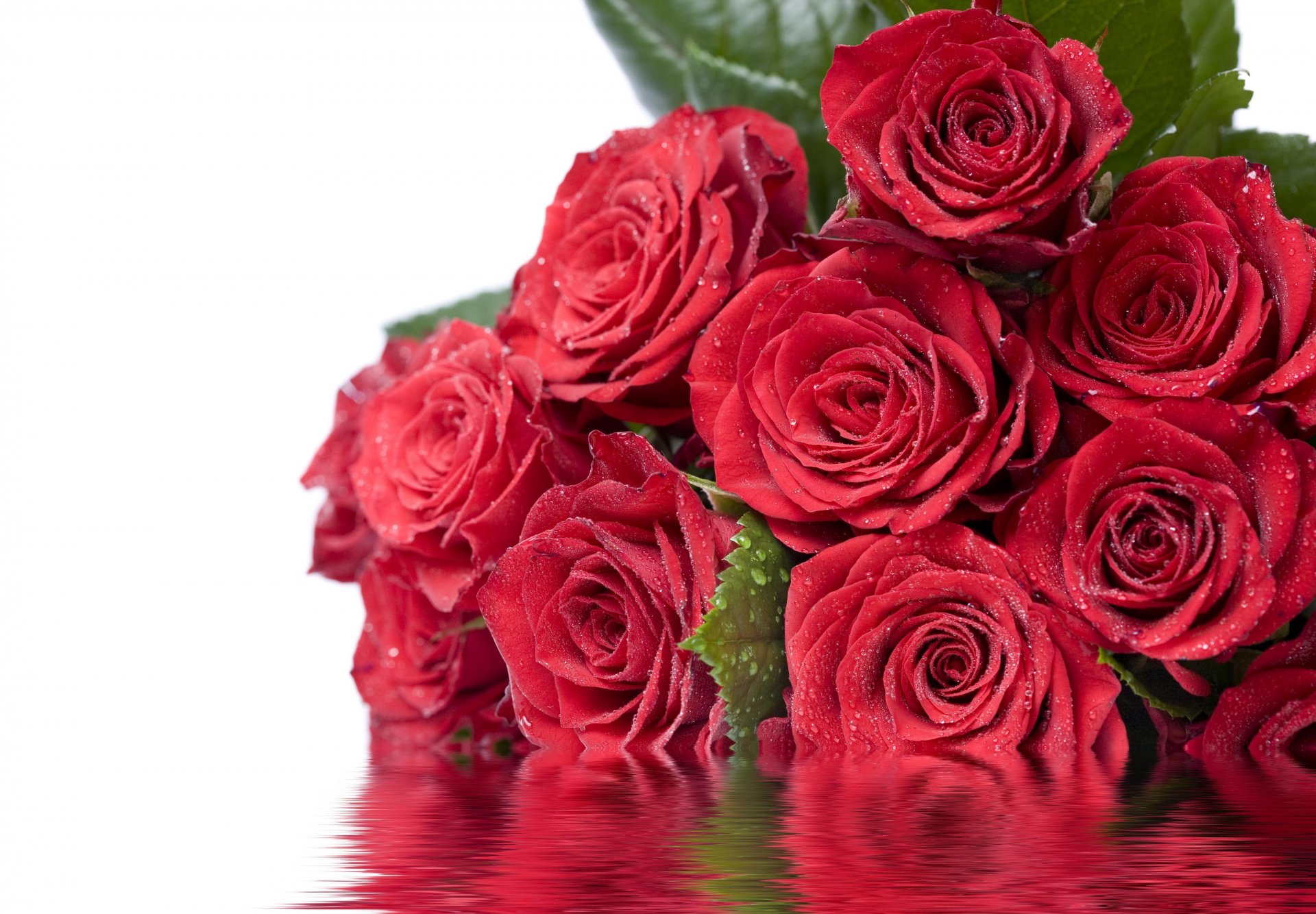 chers dames du 8 mars fleurs roses rouges feuilles eau réflexion gouttes