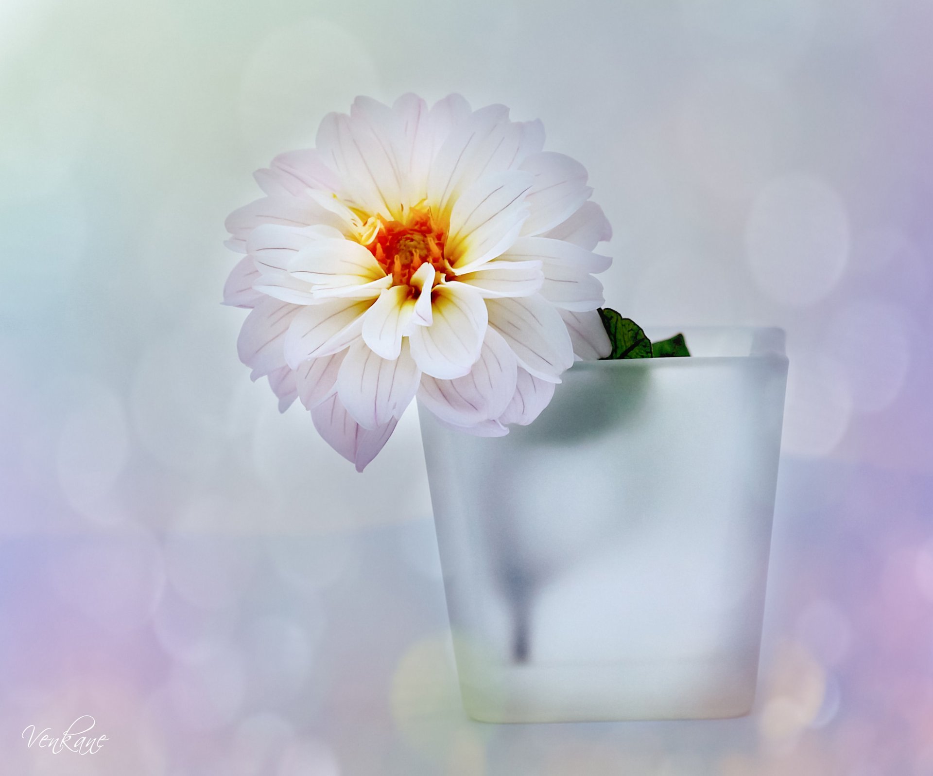 florero flor dalia blanco reflejos fondo