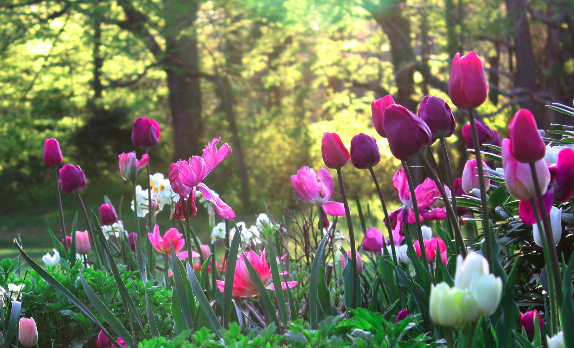 clairière jardin fleurs nature