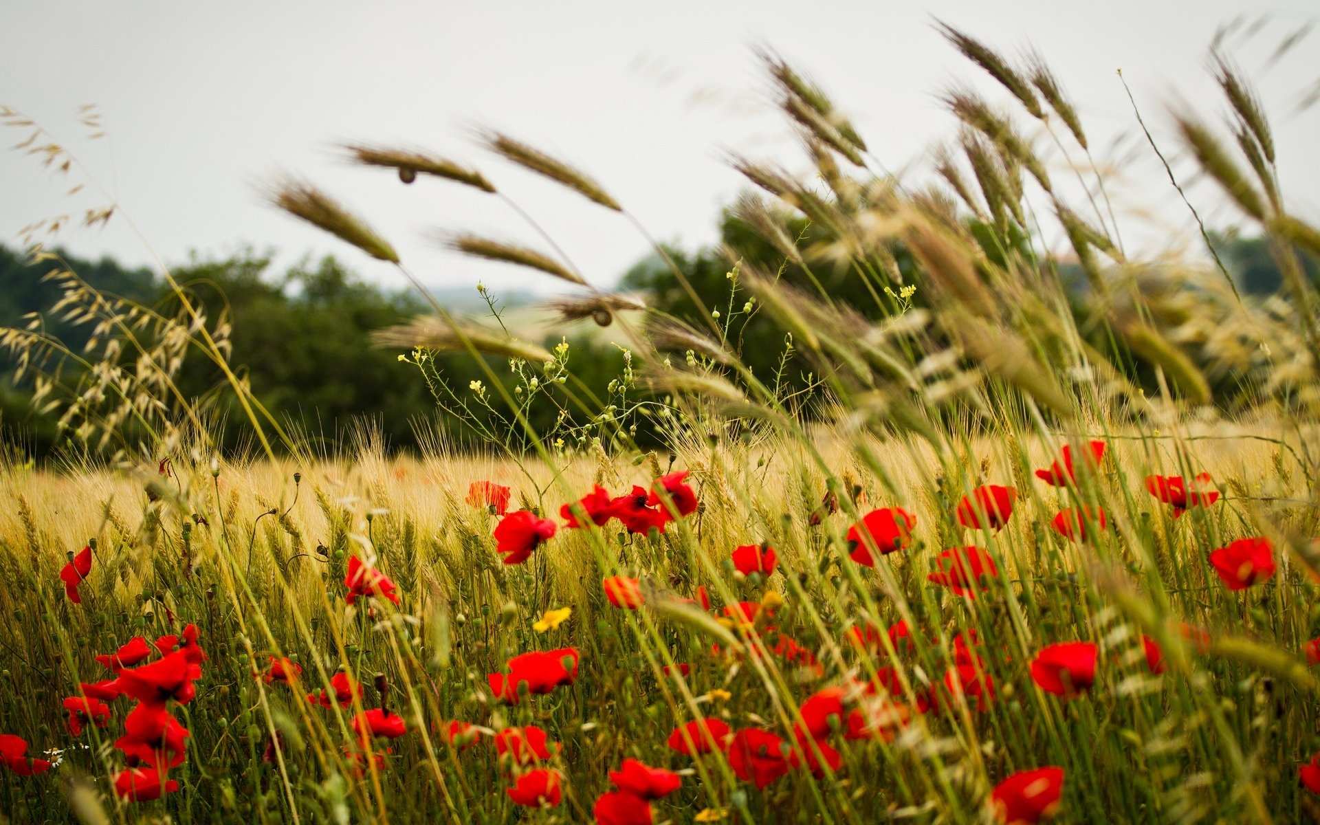 blumen blumen mohn blume ohren ährchen weizen roggen feld hintergrund tapete widescreen vollbild widescreen widescreen