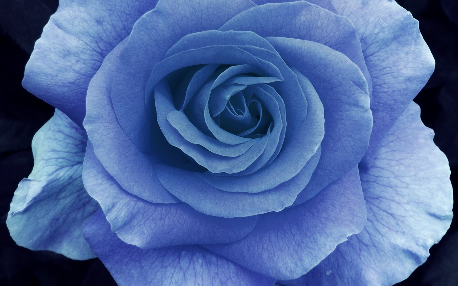 rose makro blütenblätter blau