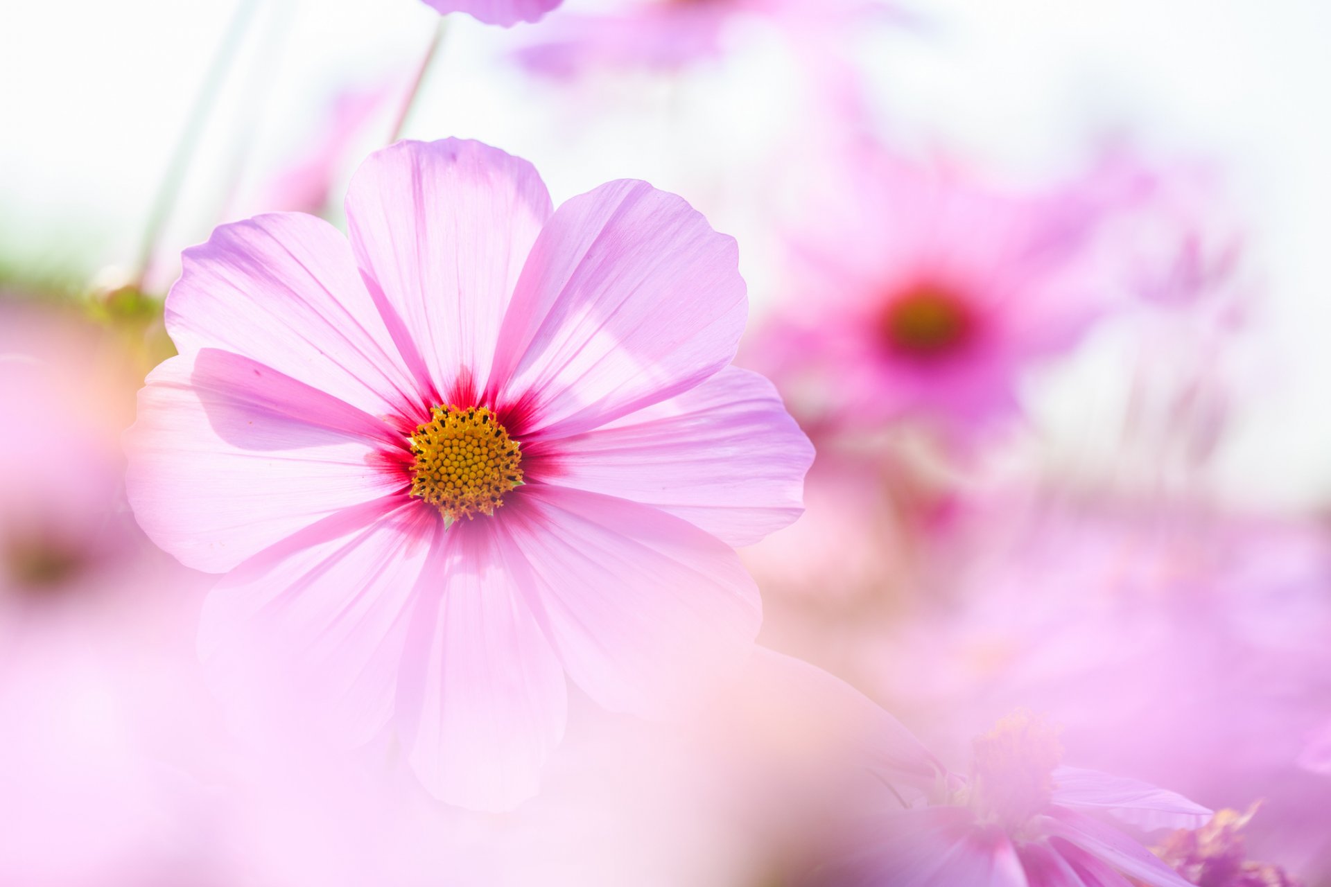 kosmea rosa blumen blütenblätter makro zärtlichkeit unschärfe