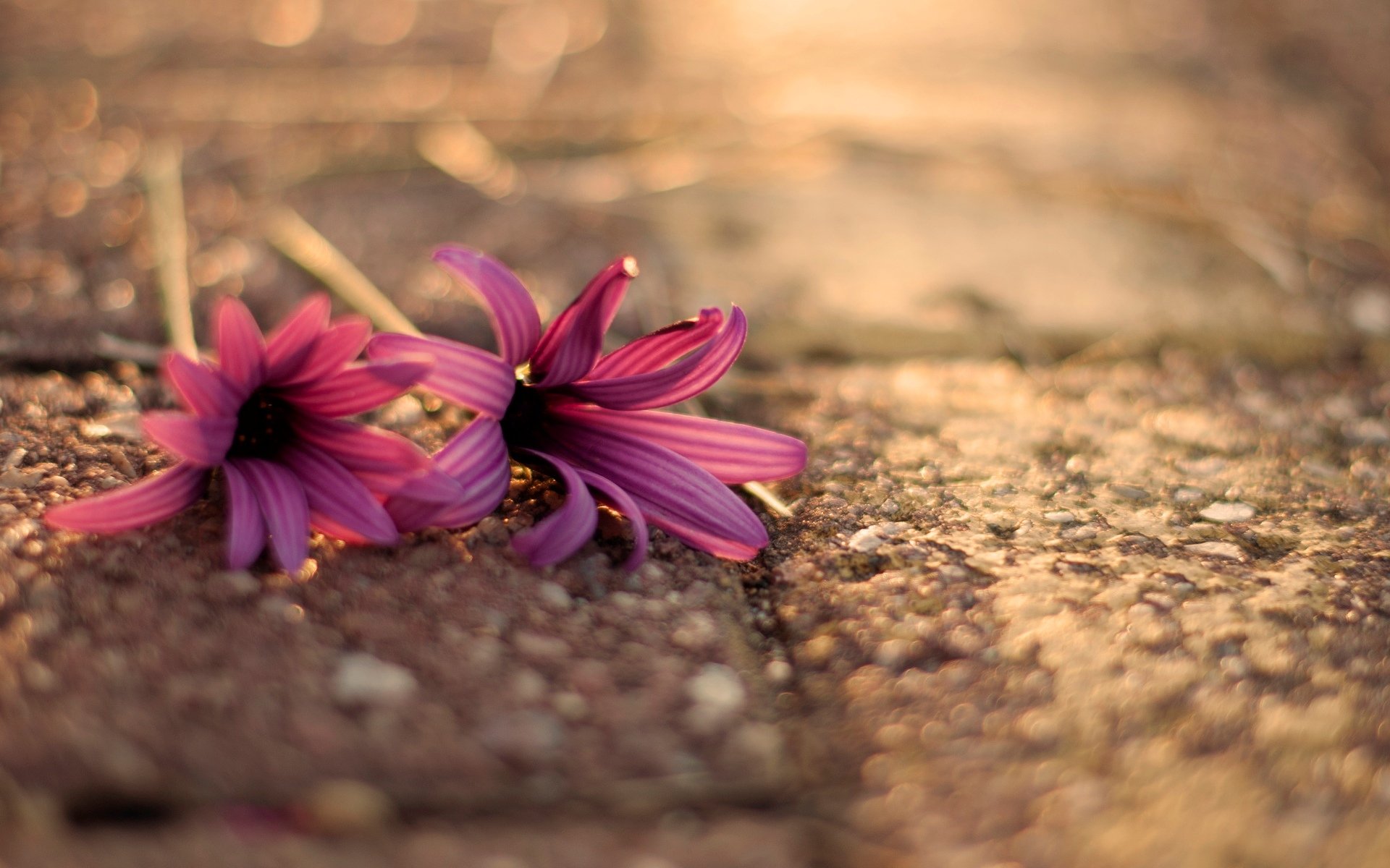 flowers flowers flower flower pink asphalt macro macro boceh bokeh blur background wallpaper widescreen fullscreen widescreen widescreen