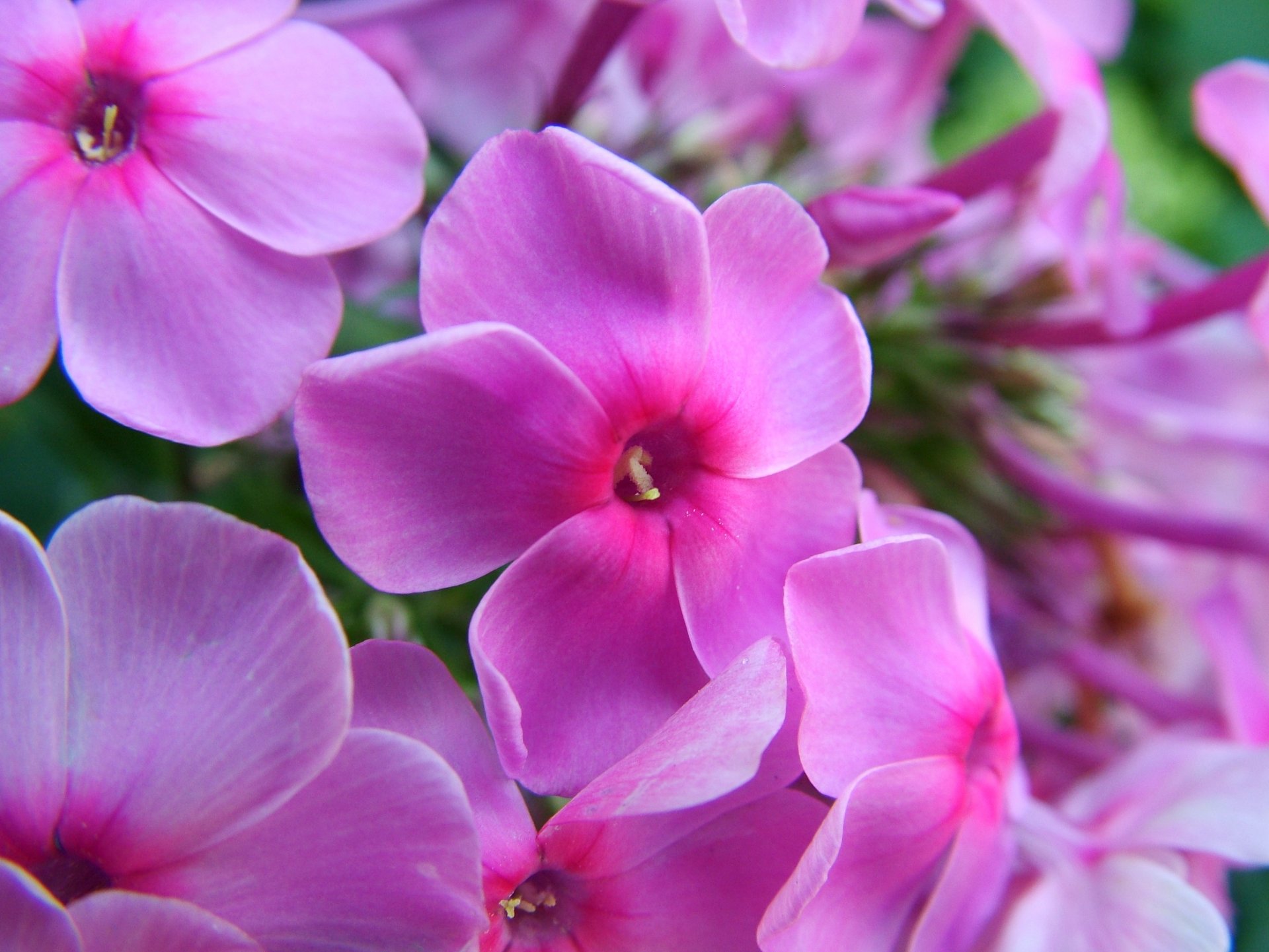 flower bright pink close up summer phlox