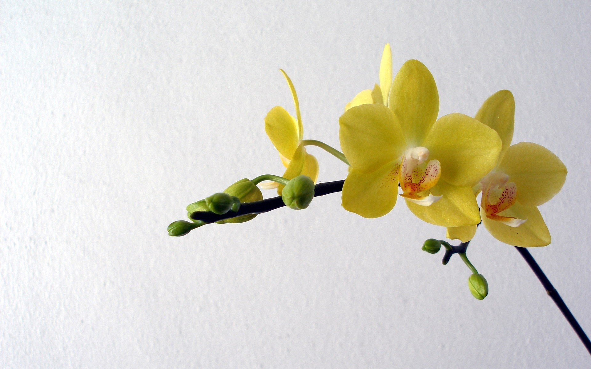 orquídeas flores amarillo pétalos