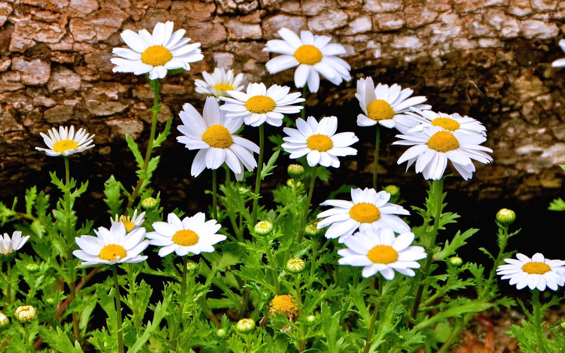 blumen blumen gänseblümchen kamille schön hintergrund tapete widescreen vollbild widescreen widescreen