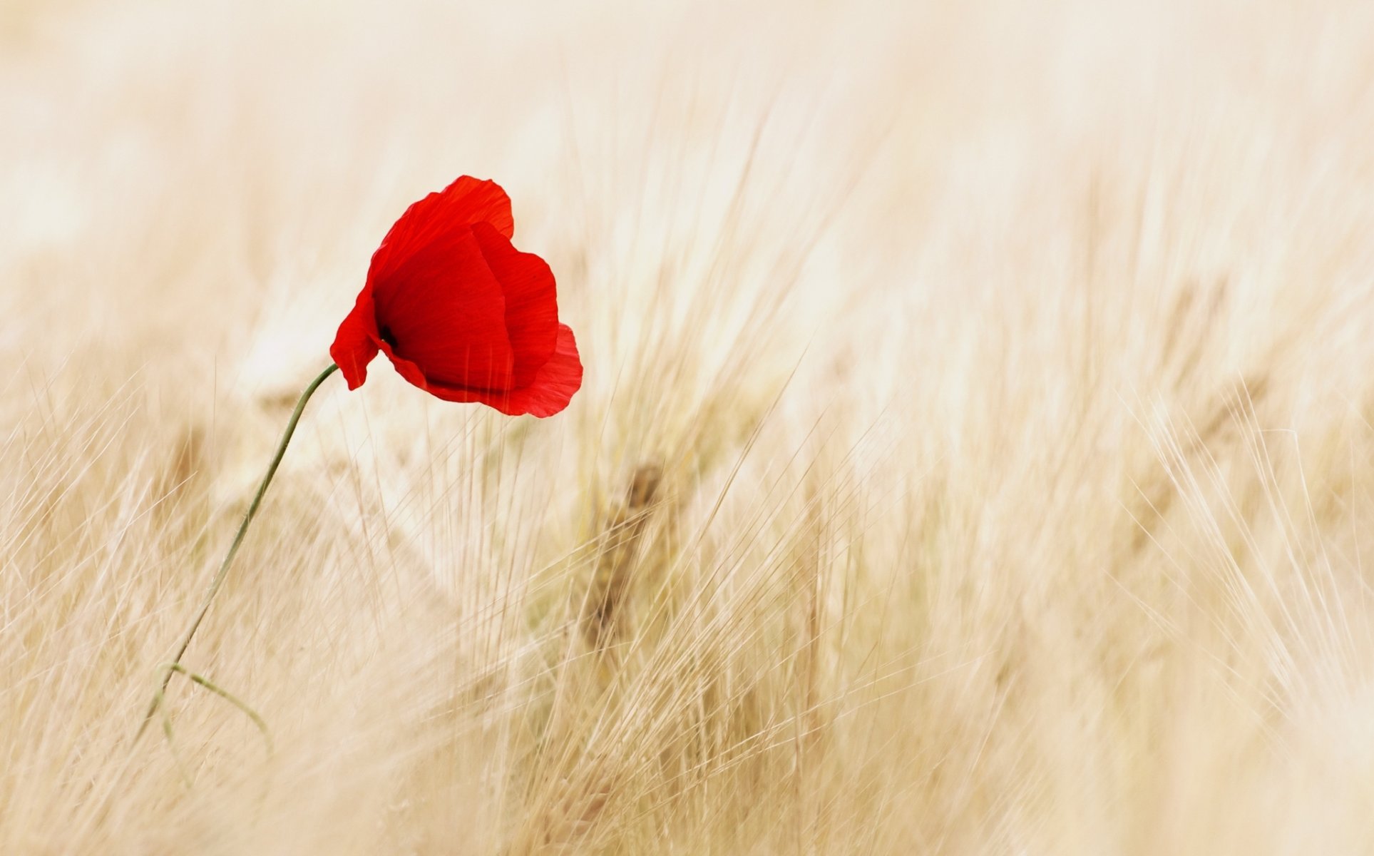 blumen blümchen rot mohn ohren roggen weizen feld blume hintergrund tapete widescreen vollbild widescreen widescreen