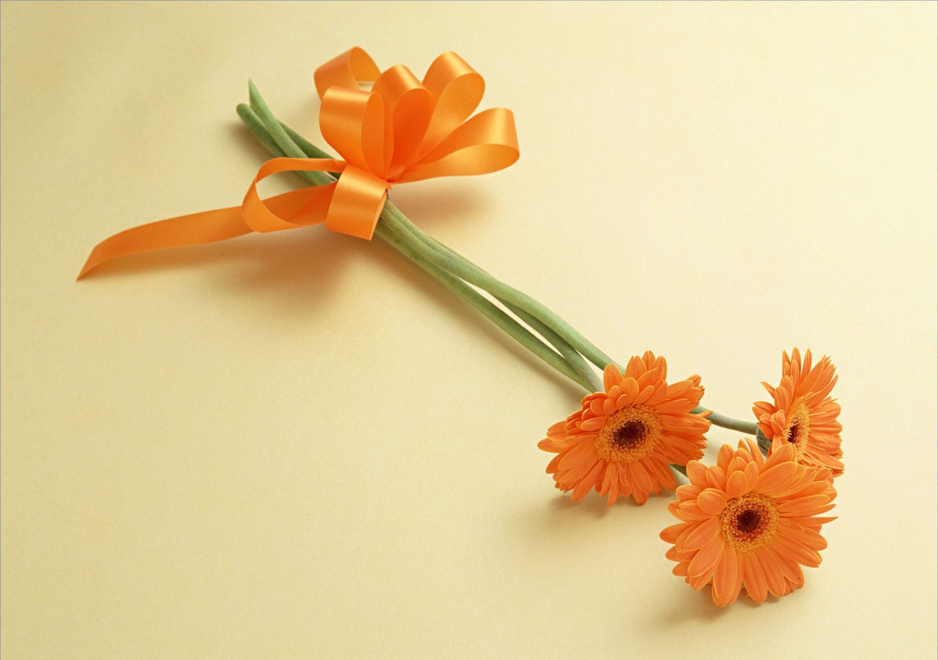 flower orange gerbera bow