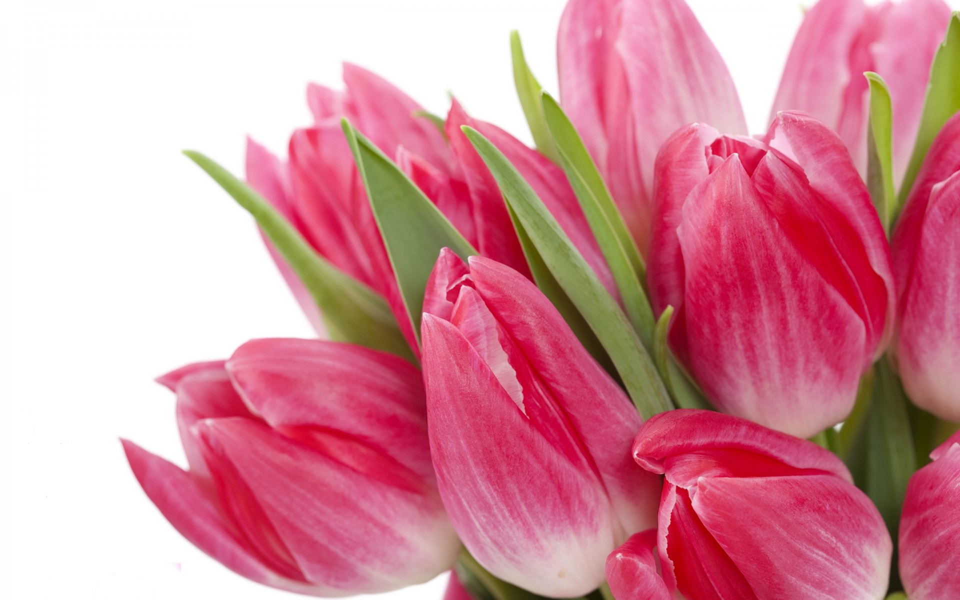 tulips flowers bouquet bright pink beauty bright pink leaves petal