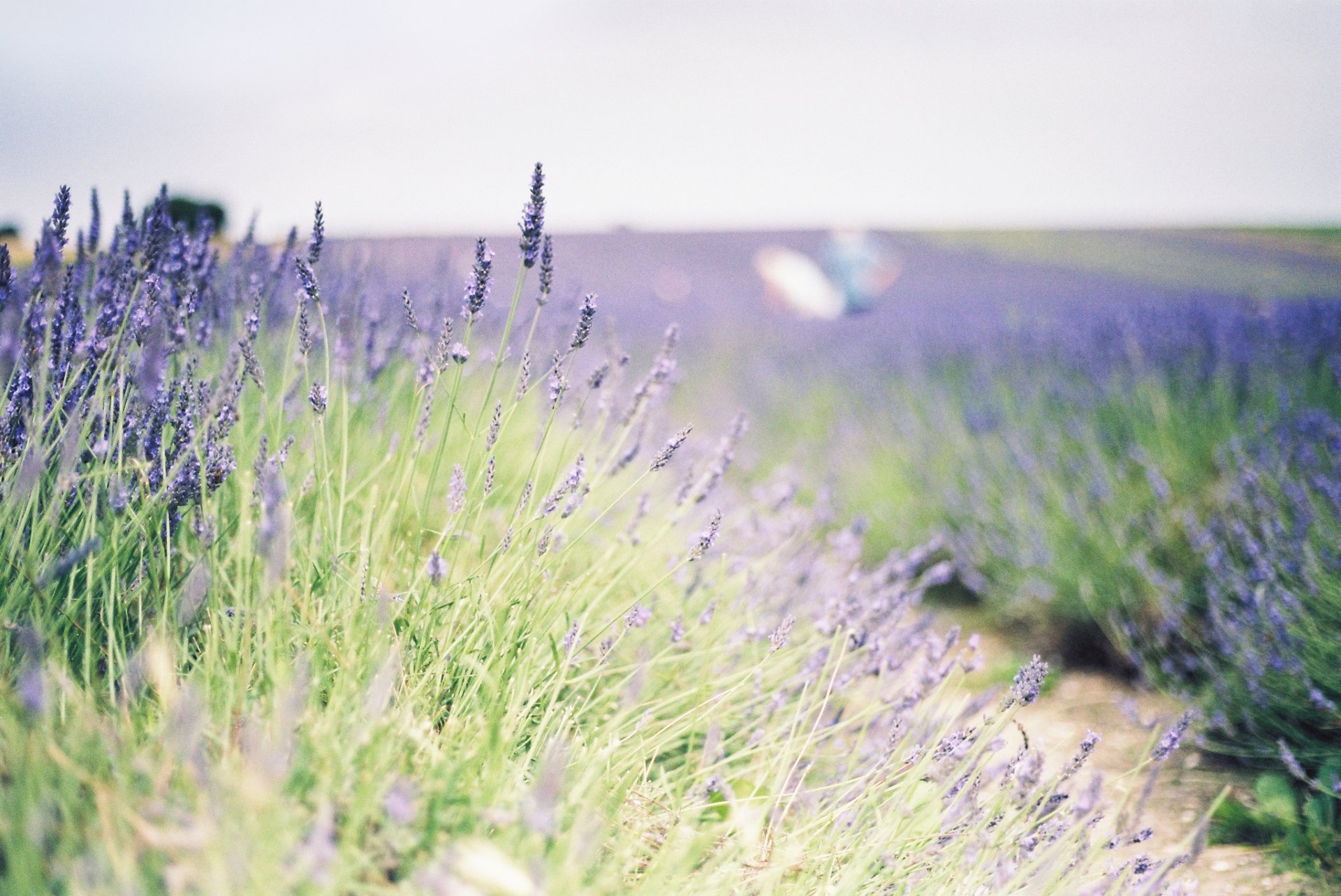 blumen blumen lavendel feld pflanze grün hintergrund tapete widescreen vollbild widescreen widescreen