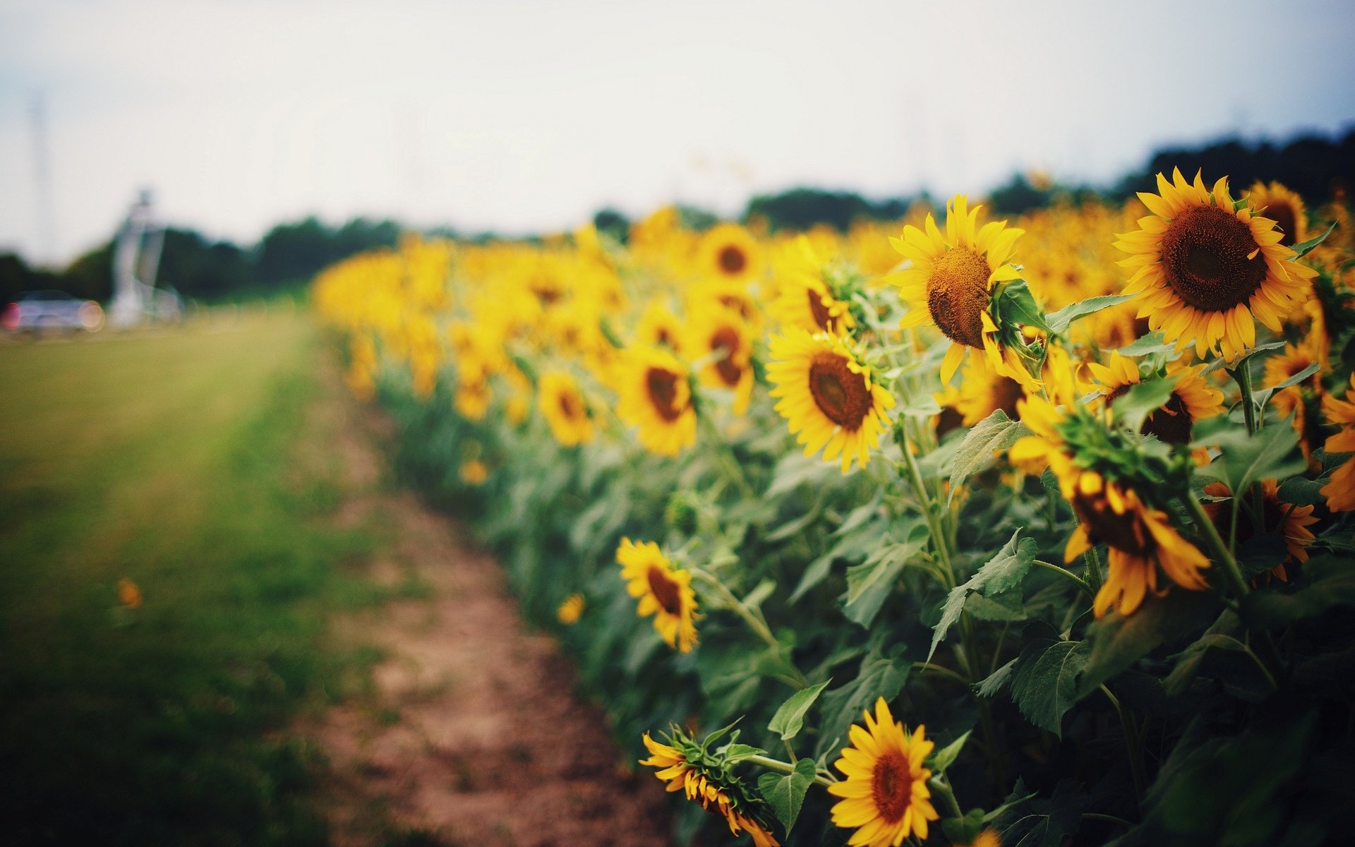 fiori fiori fiore girasole girasoli giallo luminoso girasole foglie foglie foglie campo campi sentiero erba verde sfocatura sfondo carta da parati widescreen schermo intero widescreen schermo intero schermo intero