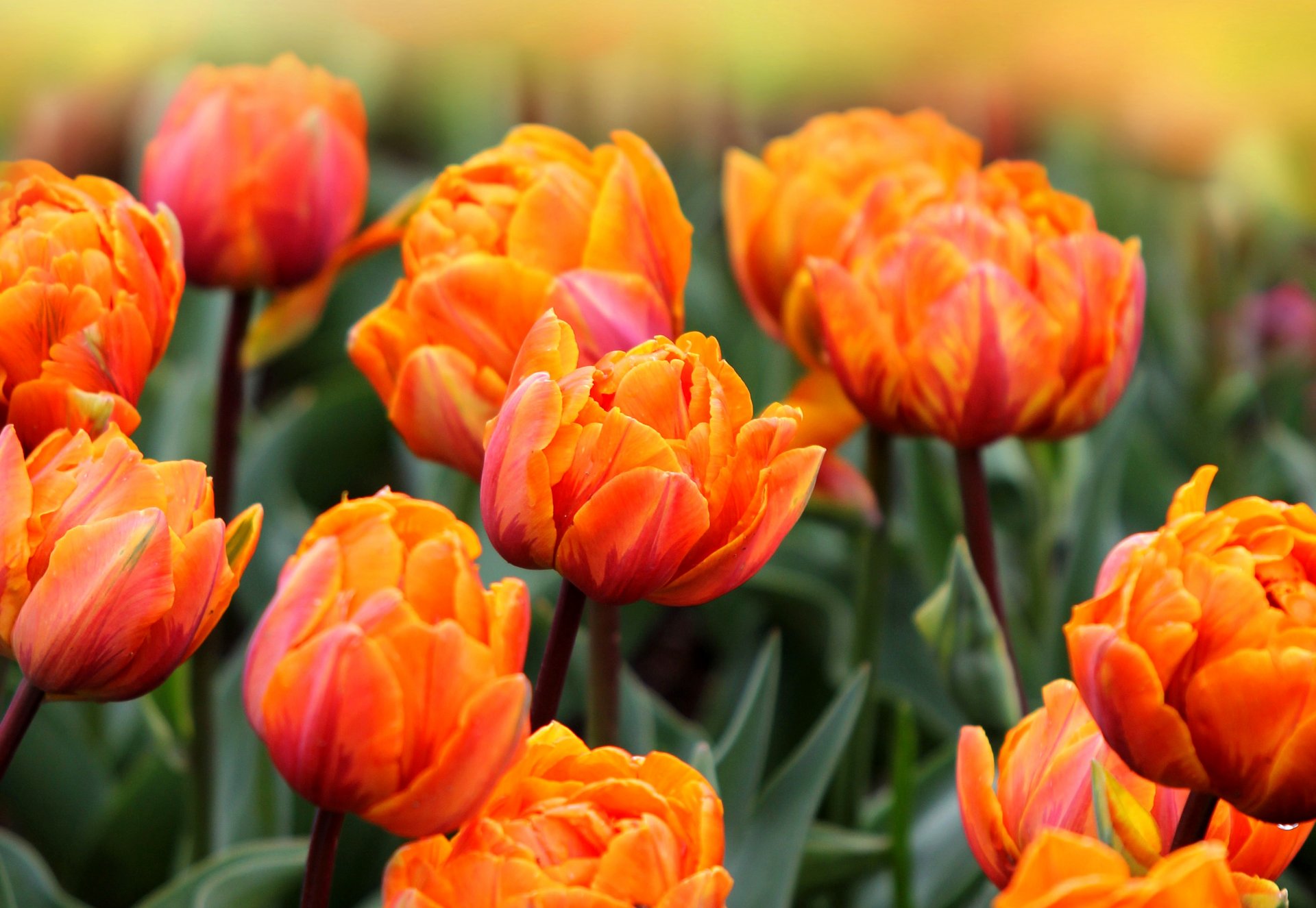 tulipanes naranja rojo hojas flores campo primavera