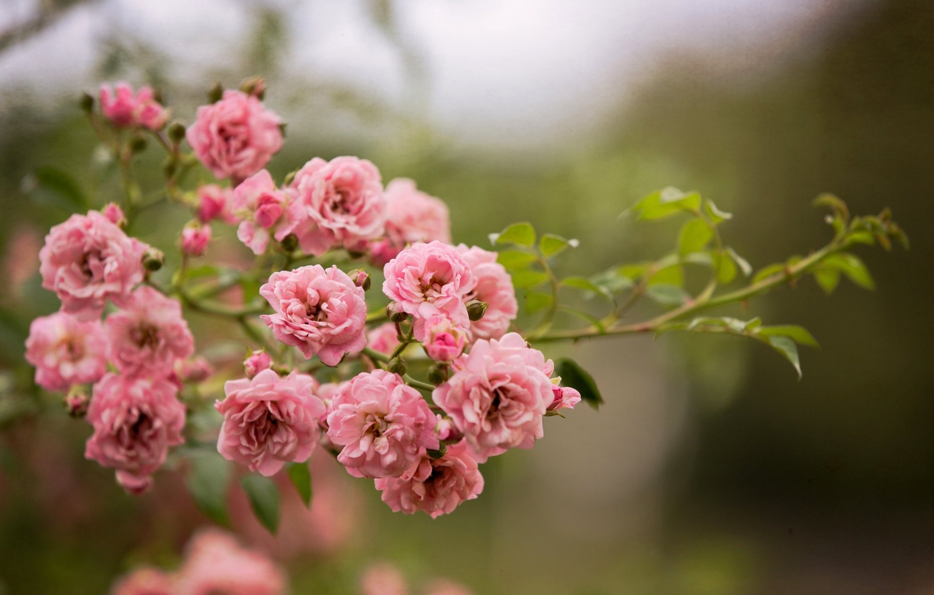 roses flower pink bush branch nature