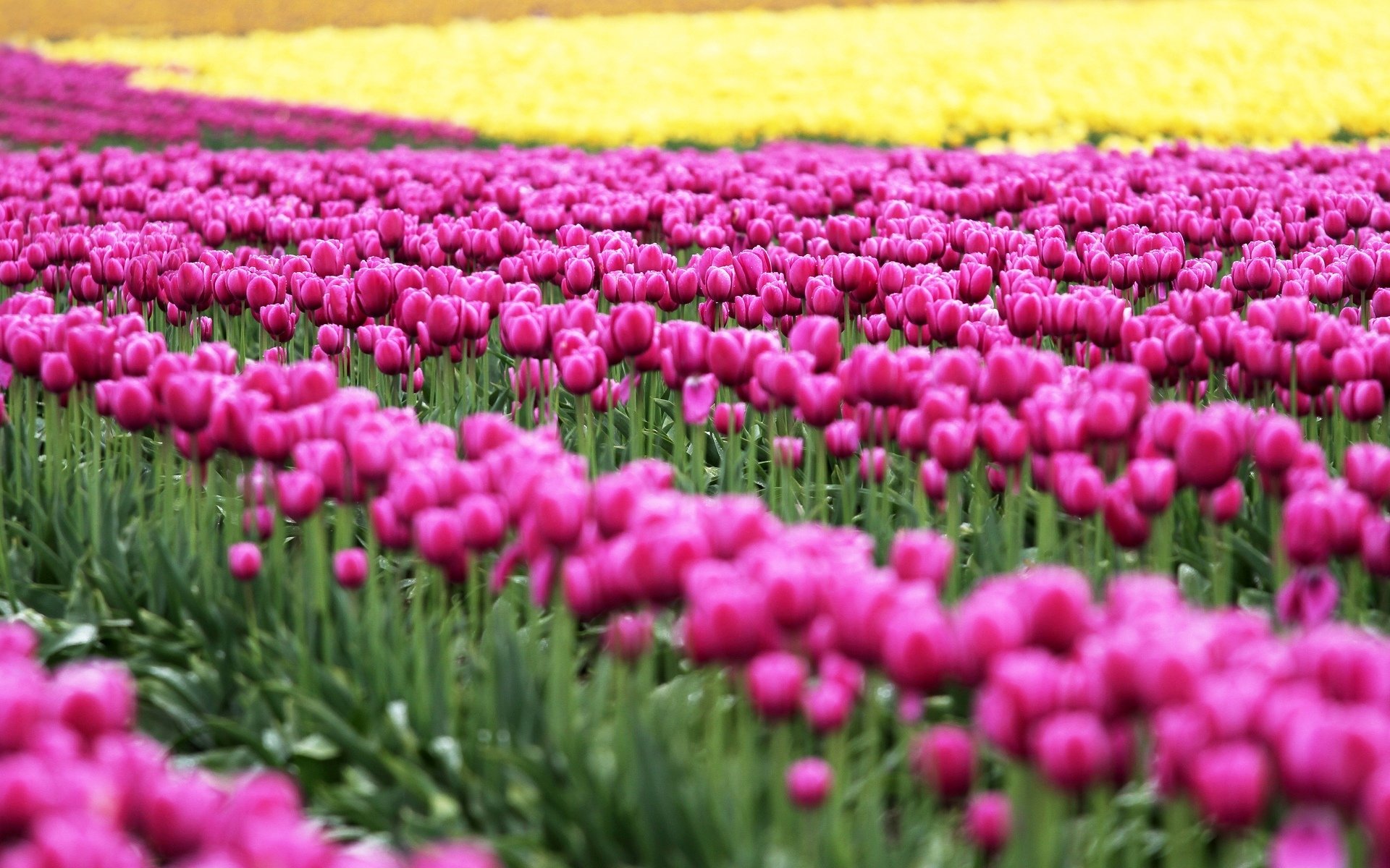 kwiaty kwiaty tulipany pole różowy natura zieleń liście tło tapeta panoramiczny pełny ekran panoramiczny panoramiczny