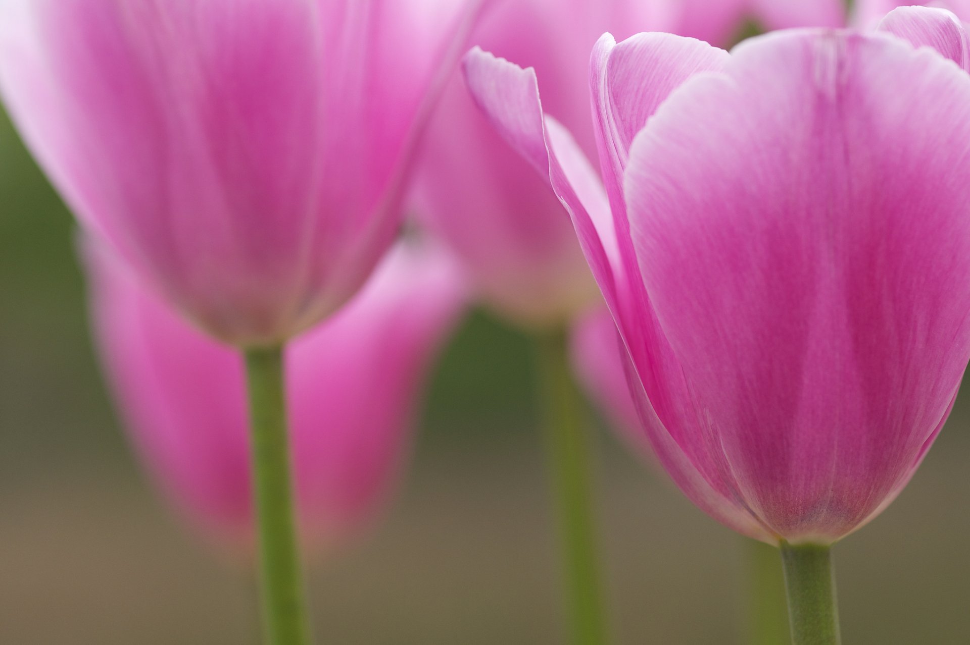 tulipes rose pétales fleurs gros plan flou