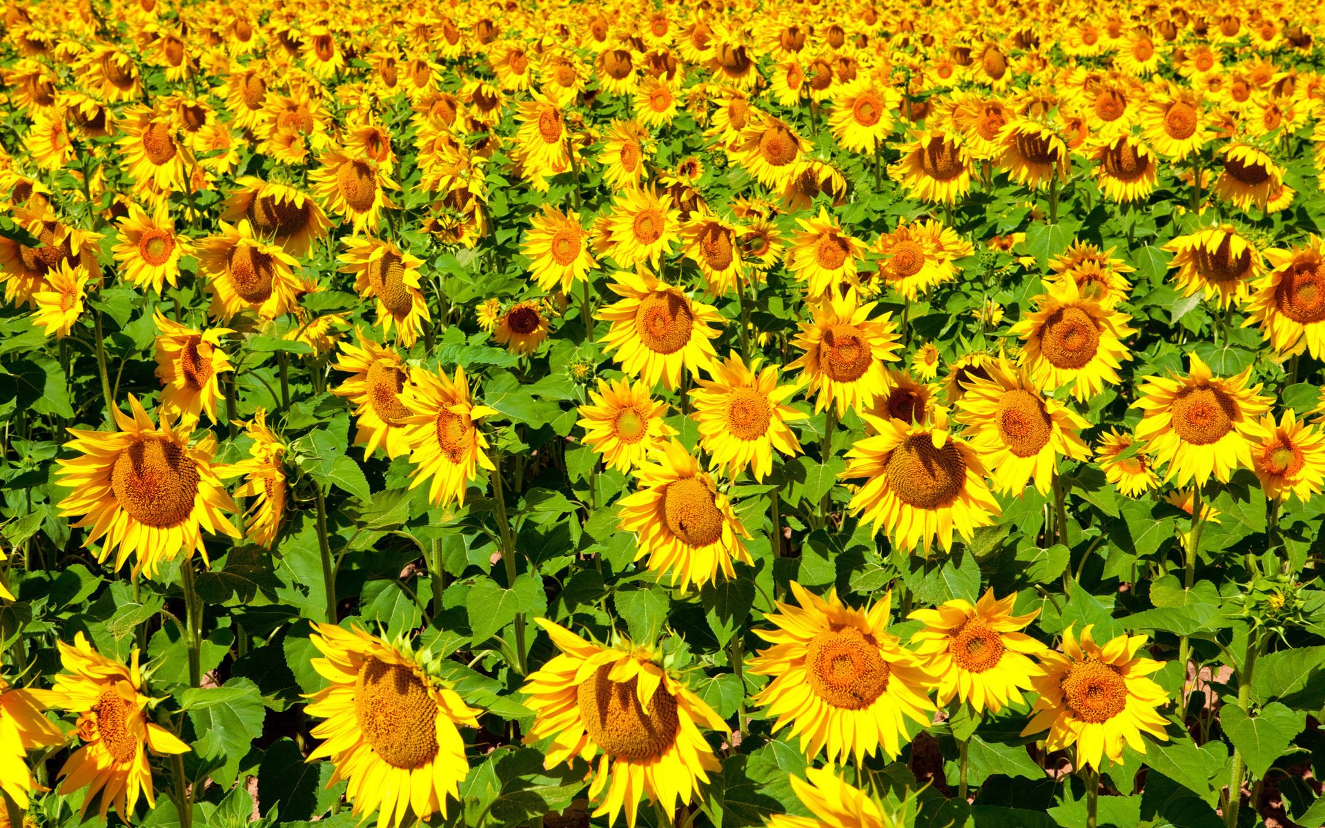 girasoles flores flor sol verano naturaleza